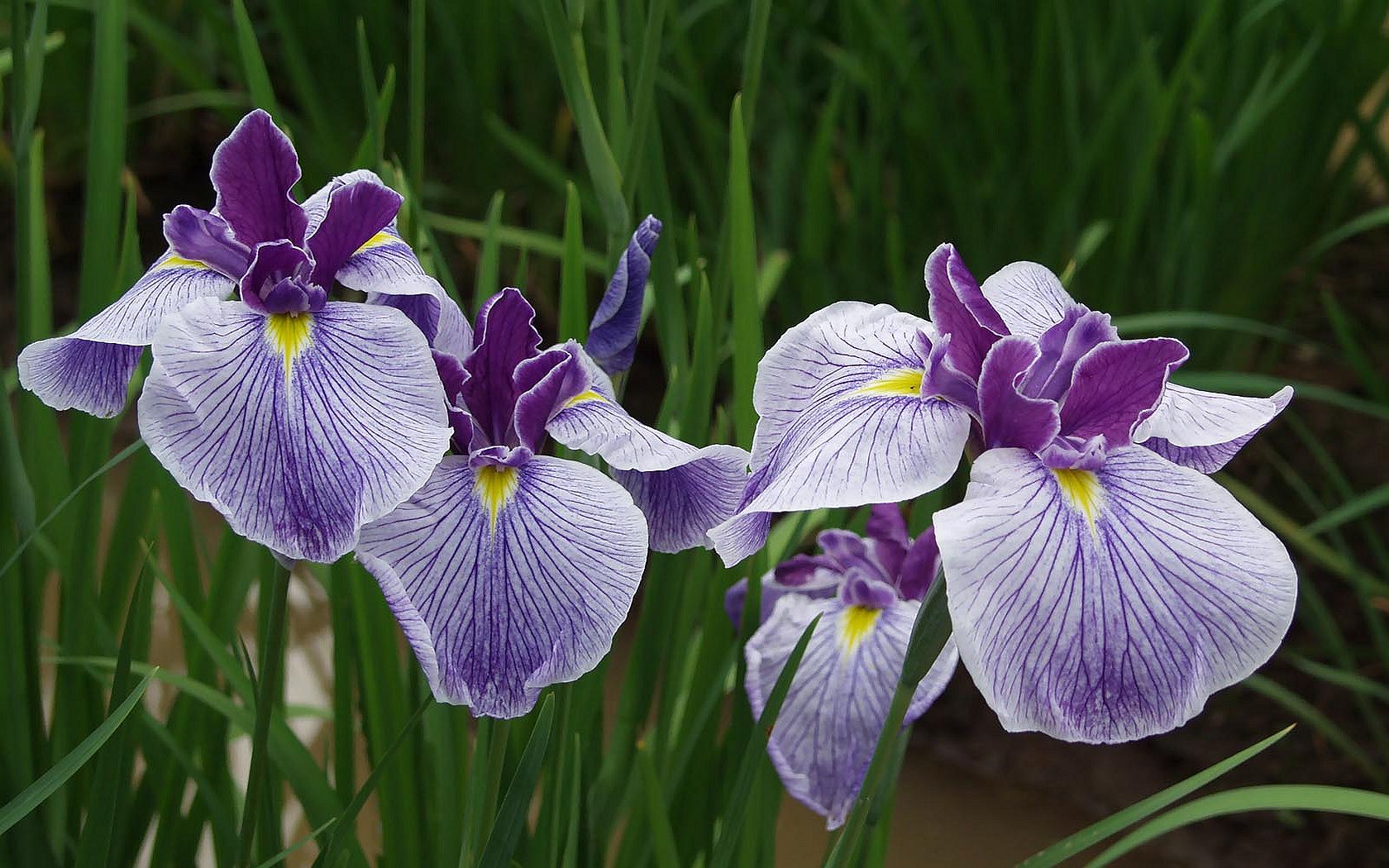 Bakgrunnsbilder til skrivebordet Iris Blomster blomst