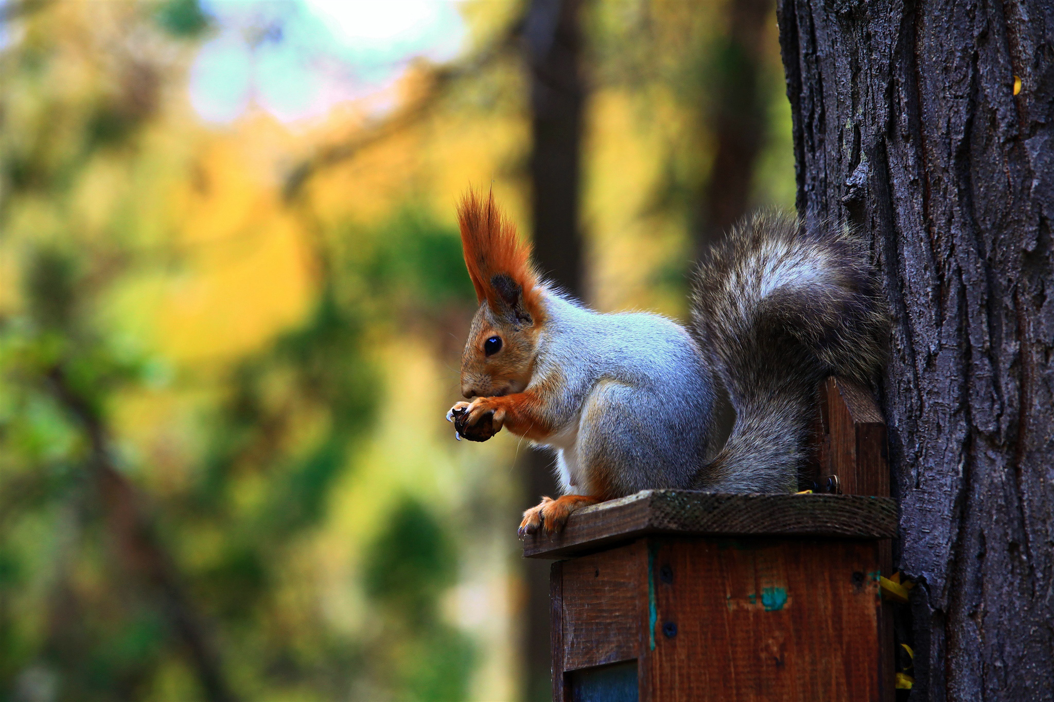 Pictures Squirrels Rodents animal 2048x1365 Animals
