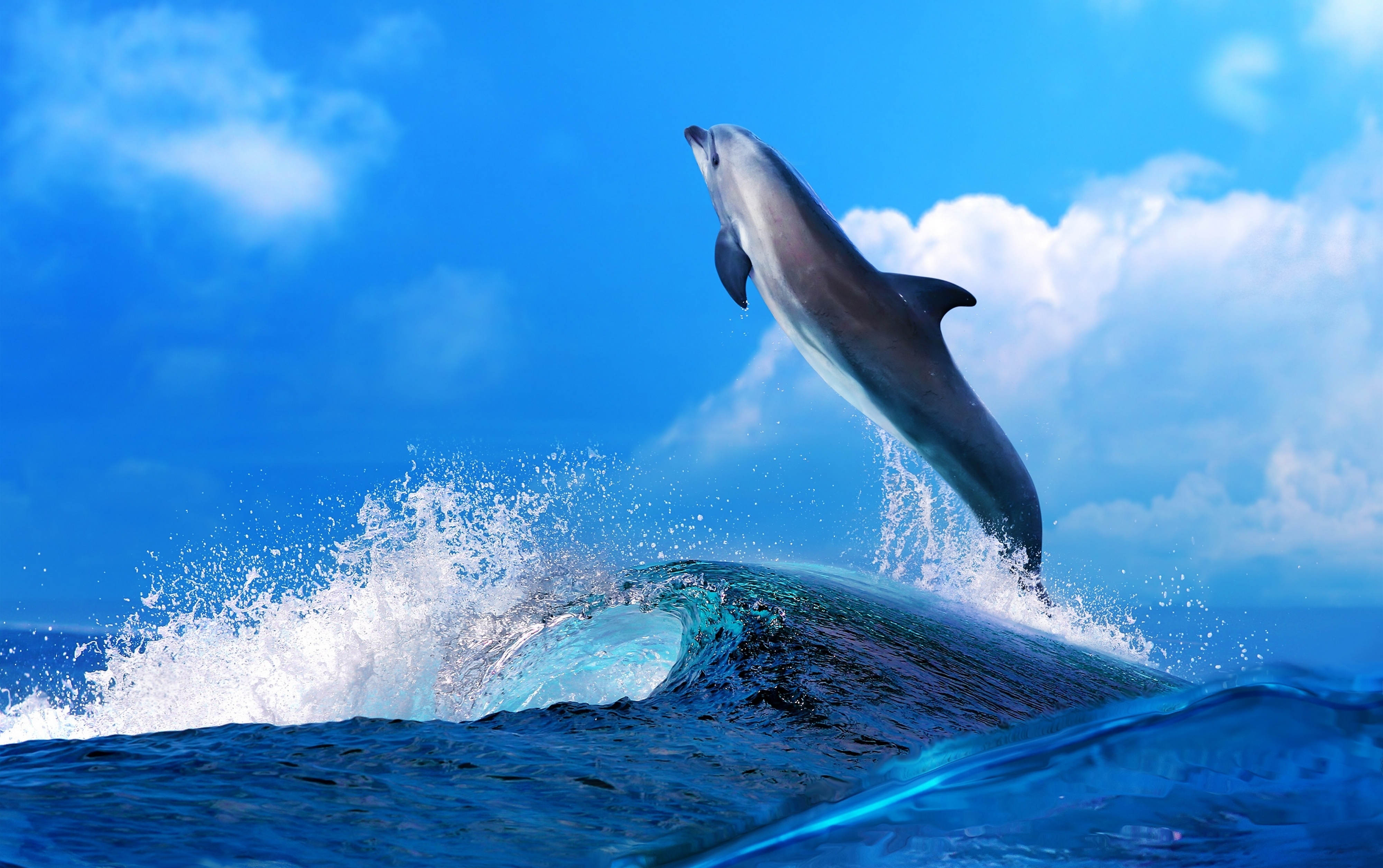 Images Dolphins Sea Sky Waves animal 4000x2512 Animals