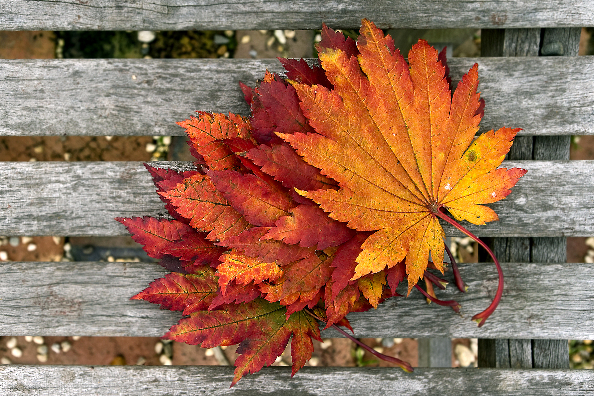 Bilder von Blattwerk Natur Herbst hautnah 1920x1280 Blatt Nahaufnahme Großansicht