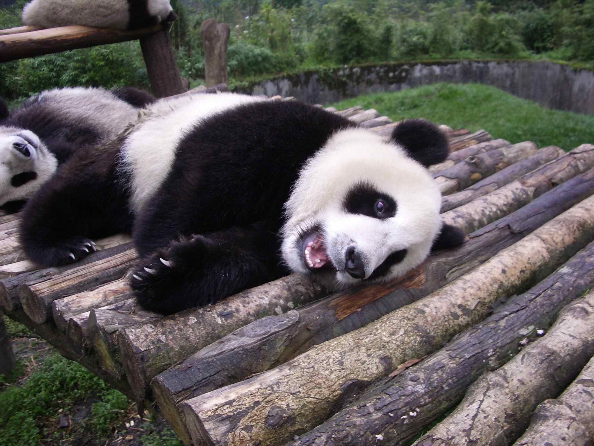 Afbeelding Reuzenpanda Beren Ursidae een dier pandabeer beer Dieren