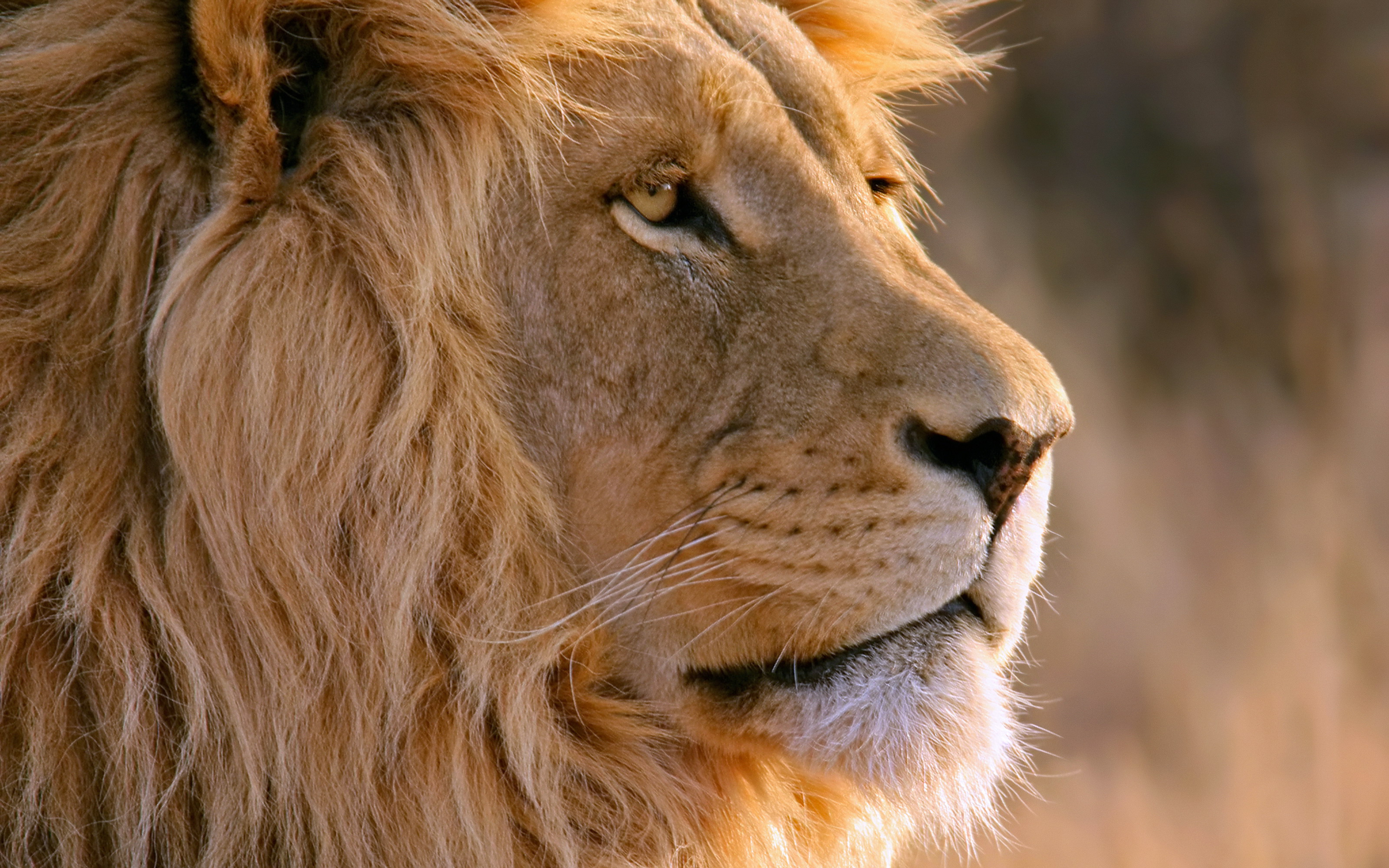 Immagine leone grandi felini Il muso Testa Animali Leoni Pantherinae panthera leo animale