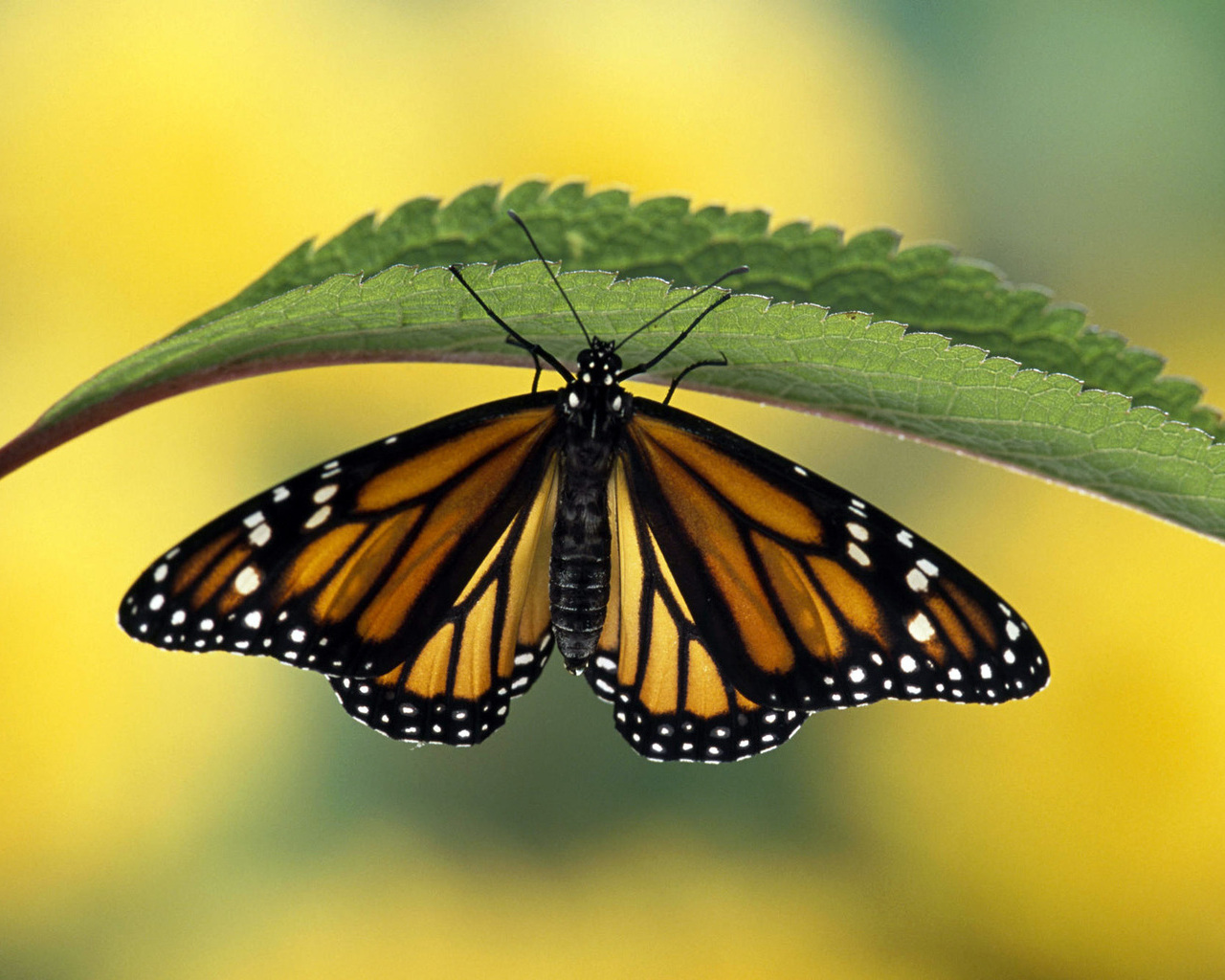 Bilder monark Insekter Sommerfugler Dyr Monarksommerfugl sommerfugl