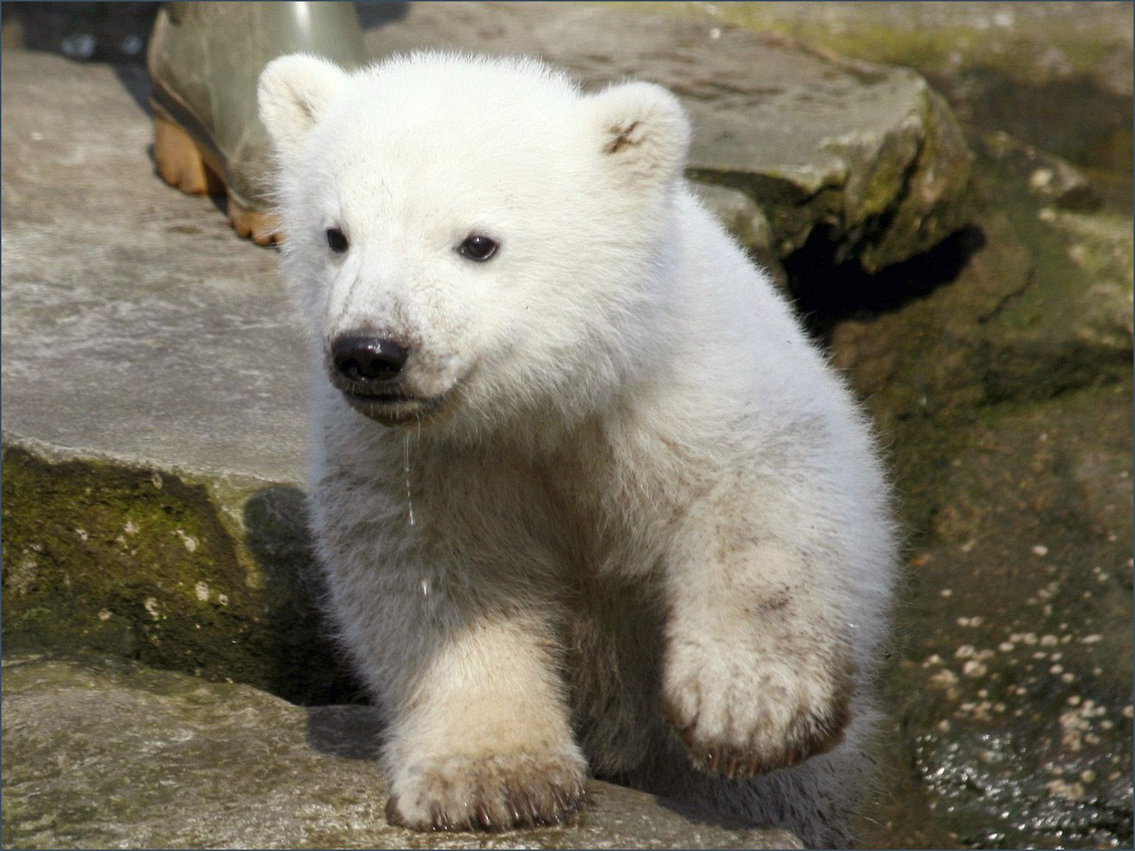 Pictures Polar bears Bears Animals 600x450 bear animal
