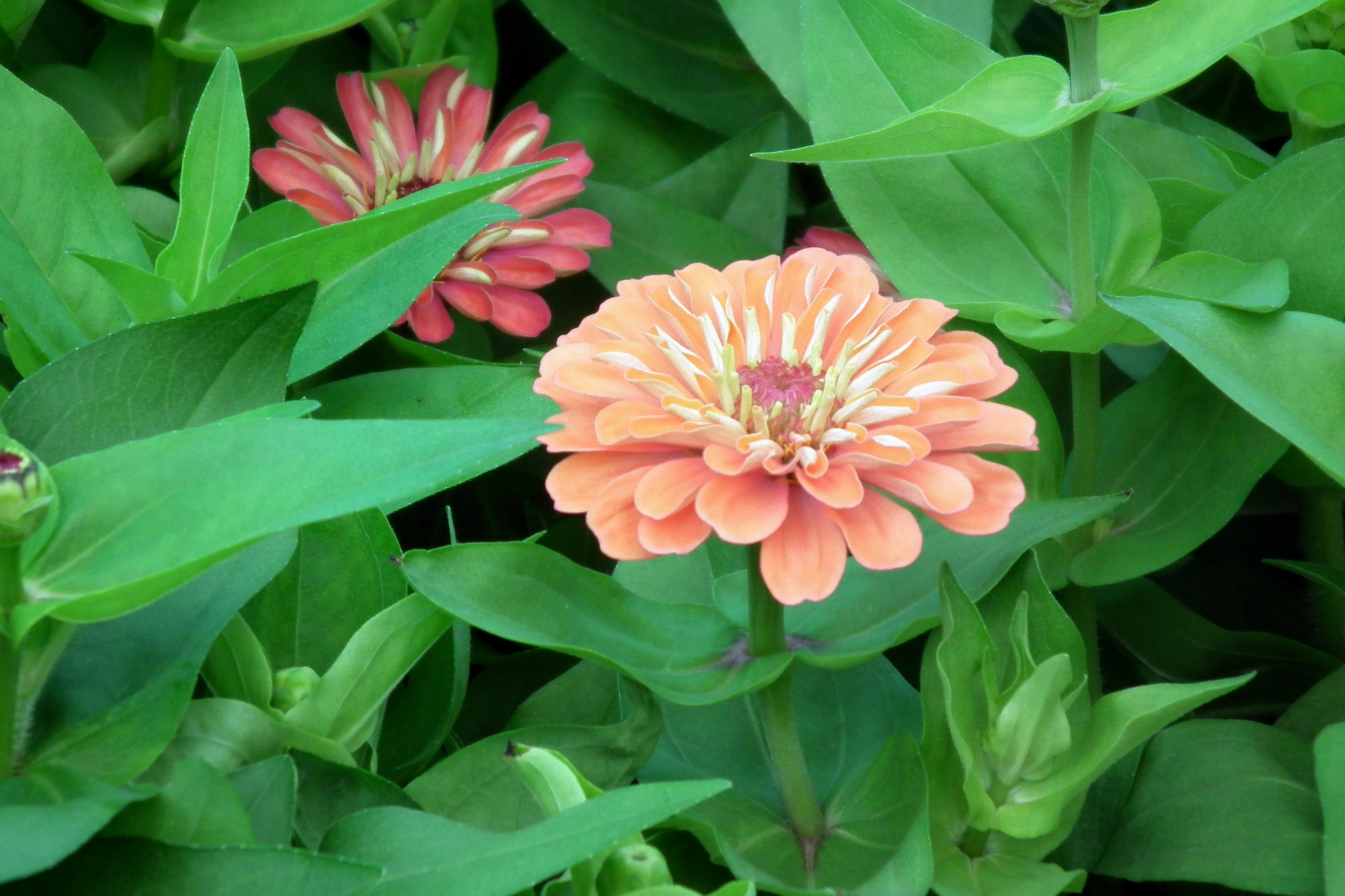Image Zinnia flower Flowers