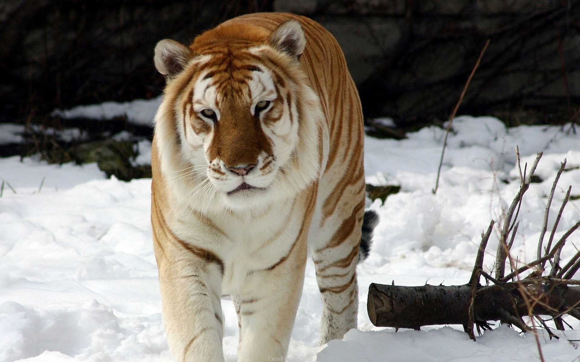 Sfondi del desktop tigre grandi felini Animali Tigri Pantherinae panthera tigris animale