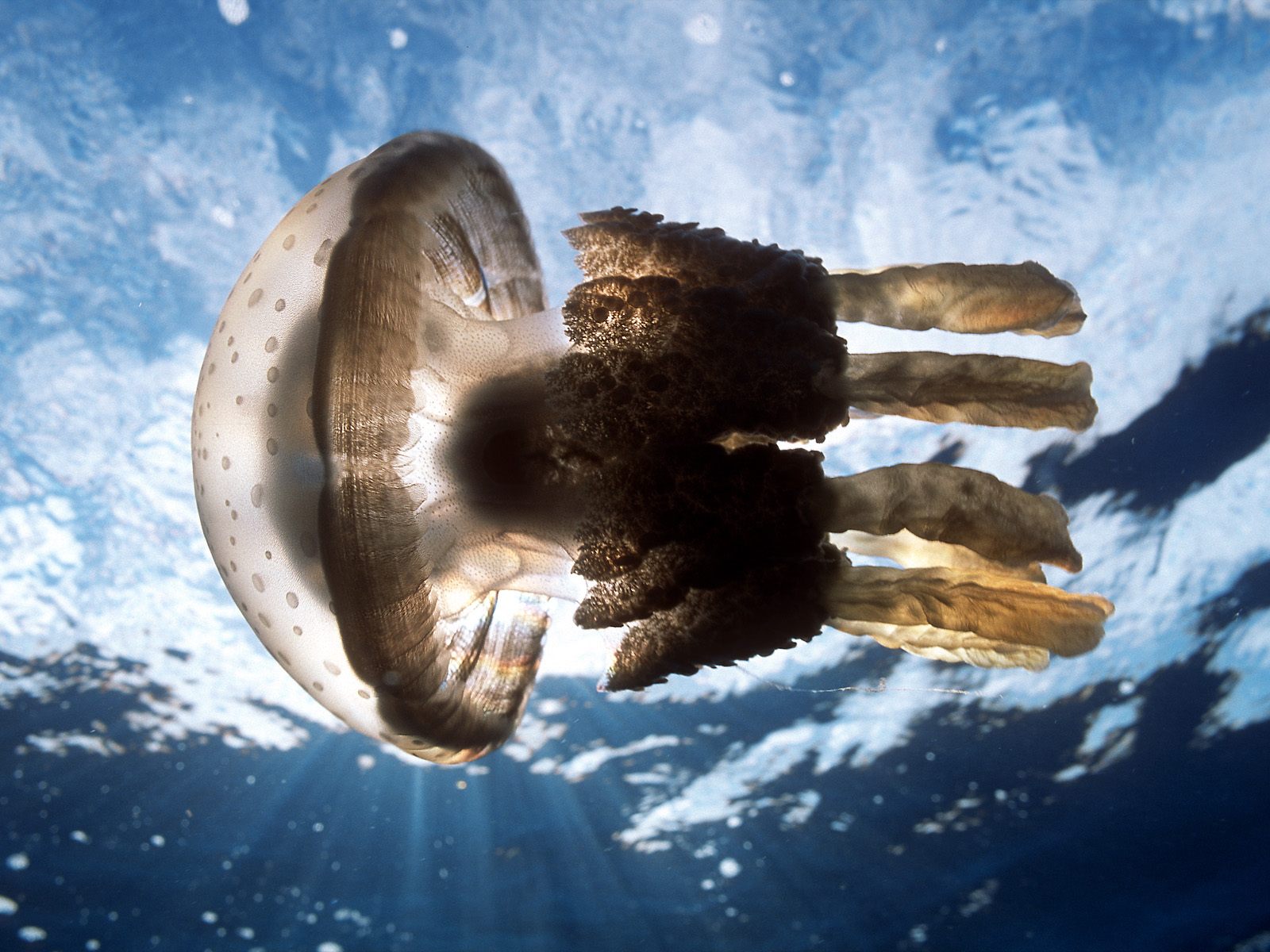 Bilde en manet Undervannsverdenen Dyr 600x450 Maneter