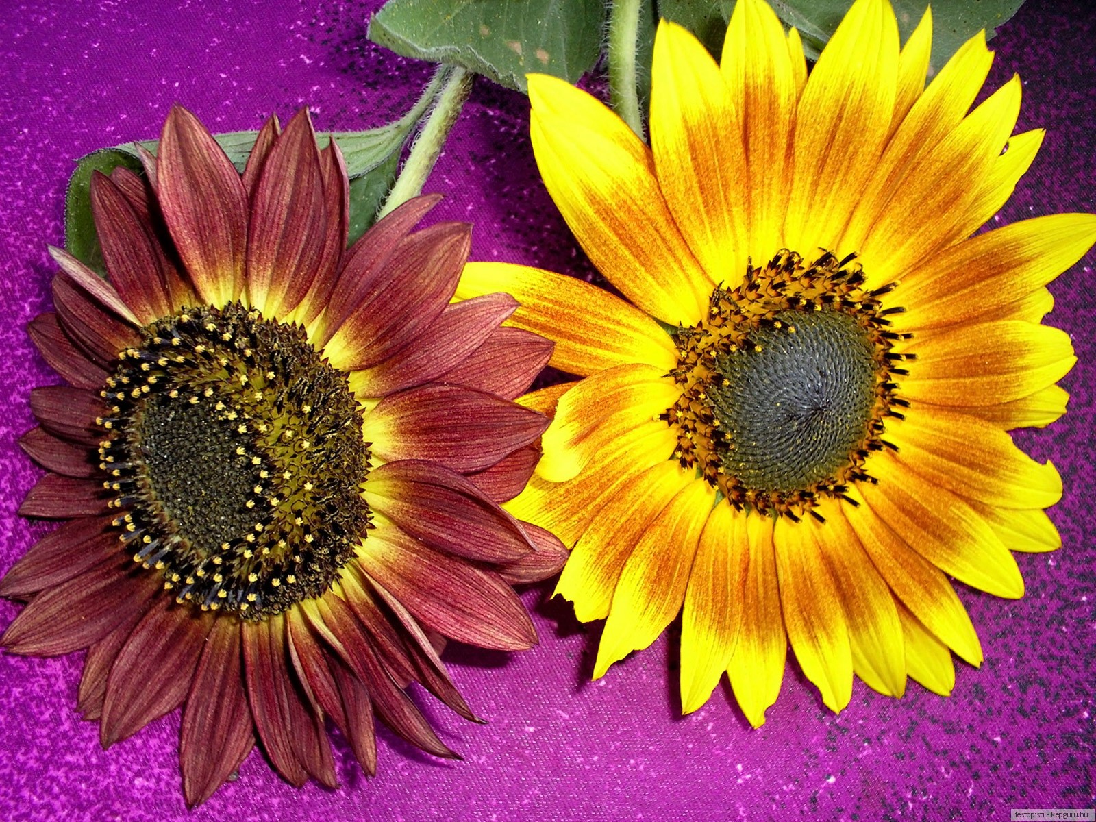 Фото Цветы Подсолнухи 1600x1200 цветок Подсолнечник