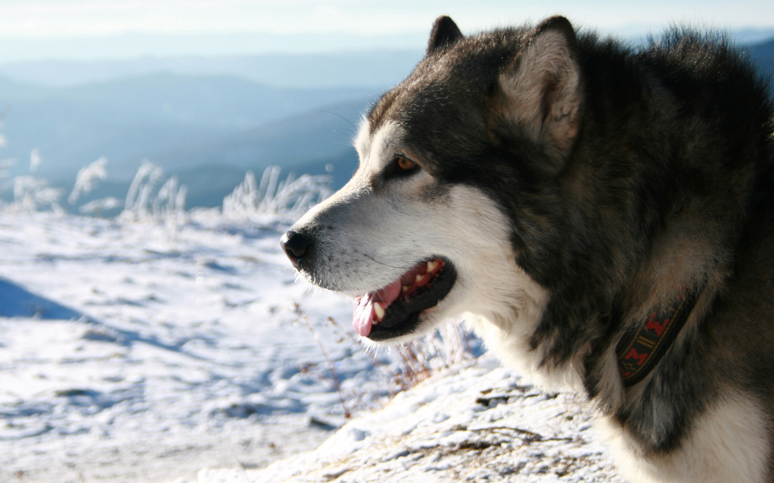Tapety na pulpit Husky syberyjski Alaskan Malamute pies domowy Zwierzęta 2560x1600 Psy domowe zwierzę