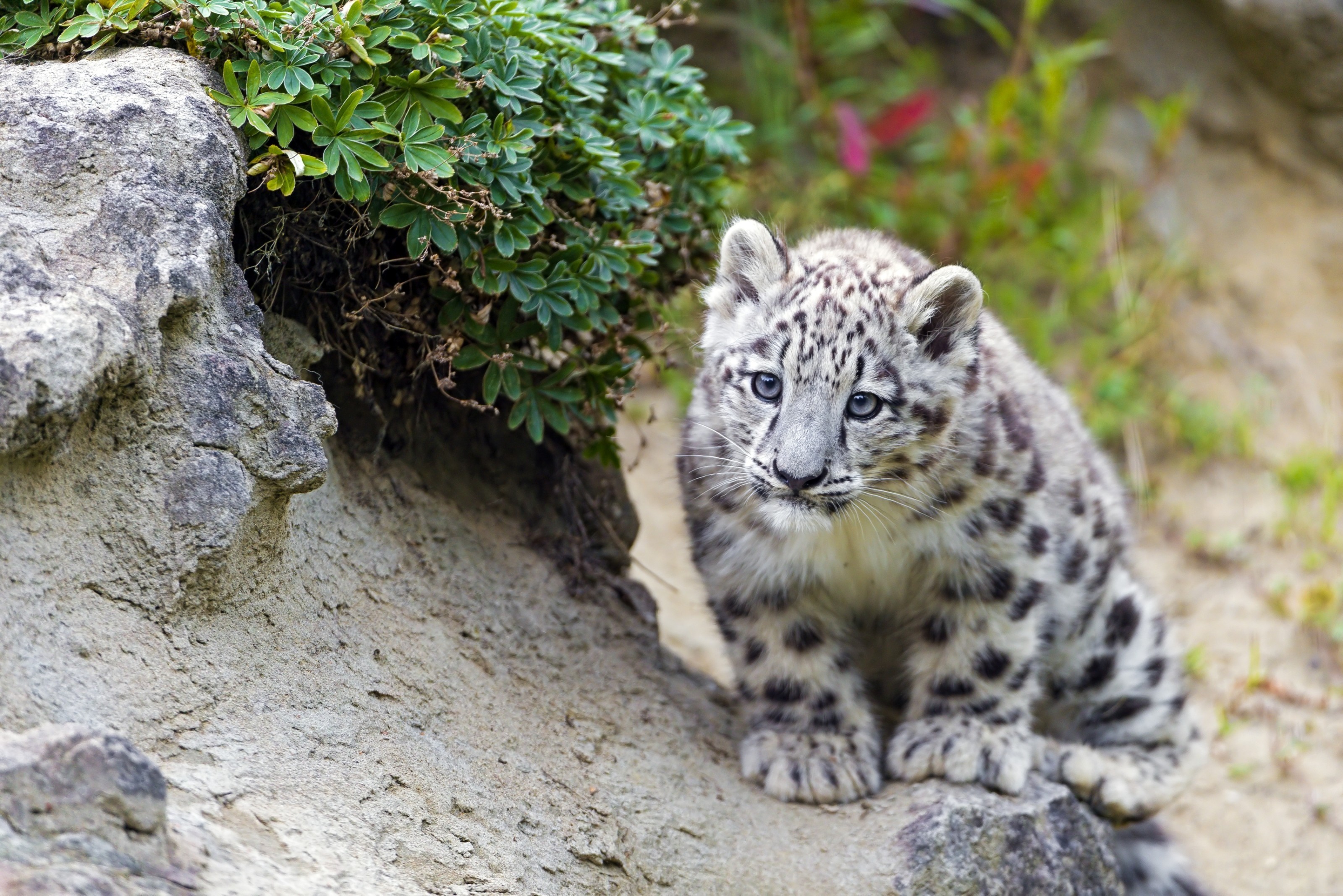 3199x2134 Grandes felinos Cachorros Leopardo de las nieves animales, un animal, Irbis, Panthera uncia Animalia