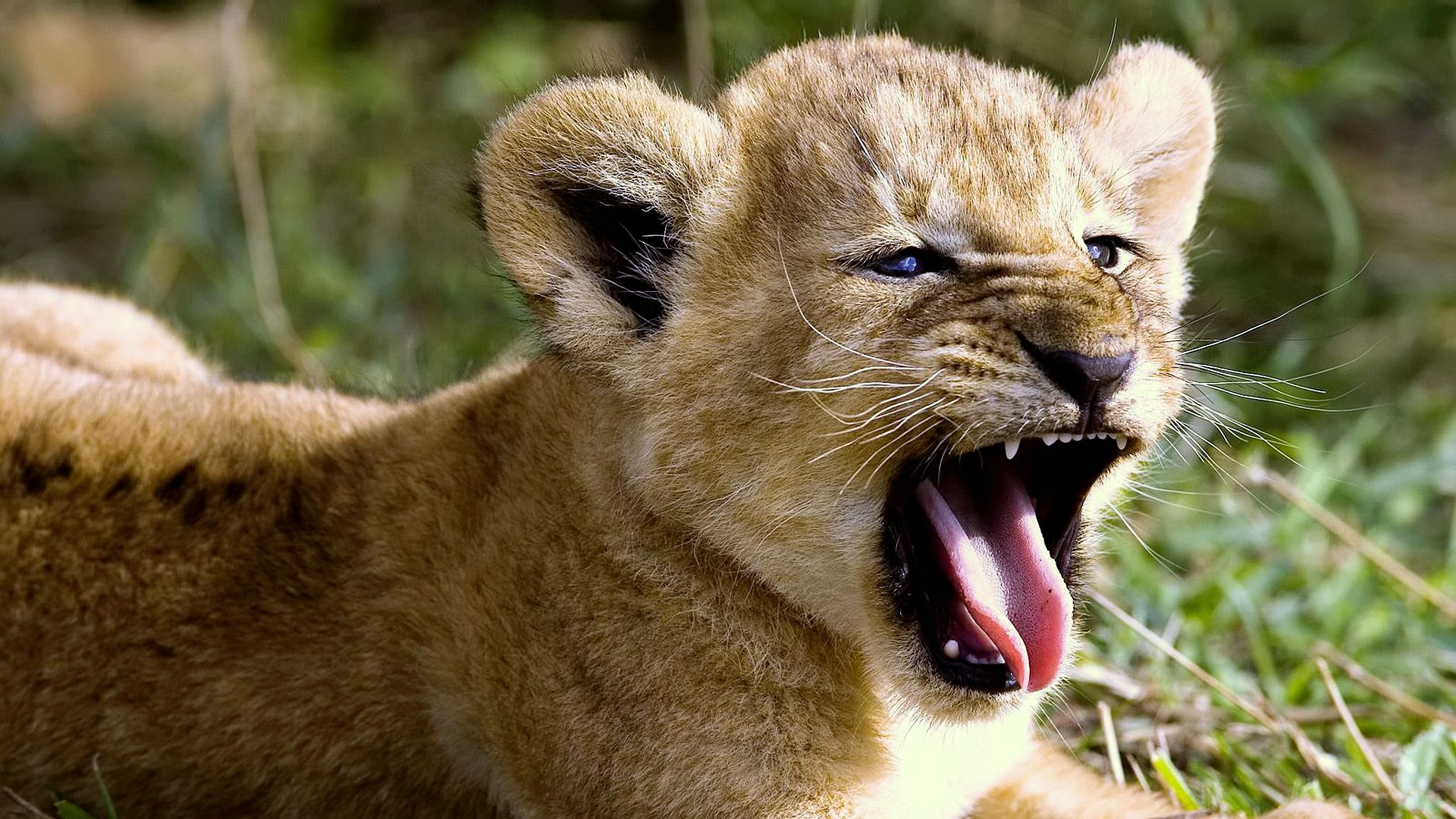 Fotos von Große Katze Jungtiere Zunge ein Tier babys Tiere