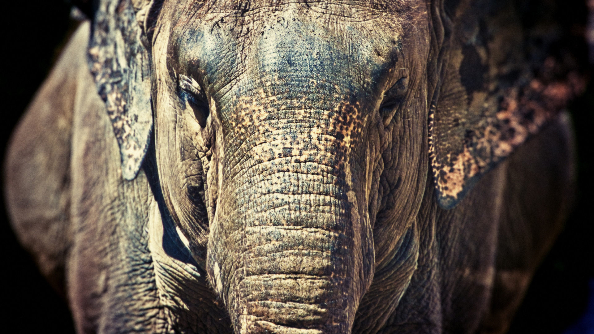 Картинки Слоны животное 1920x1080 слон Животные
