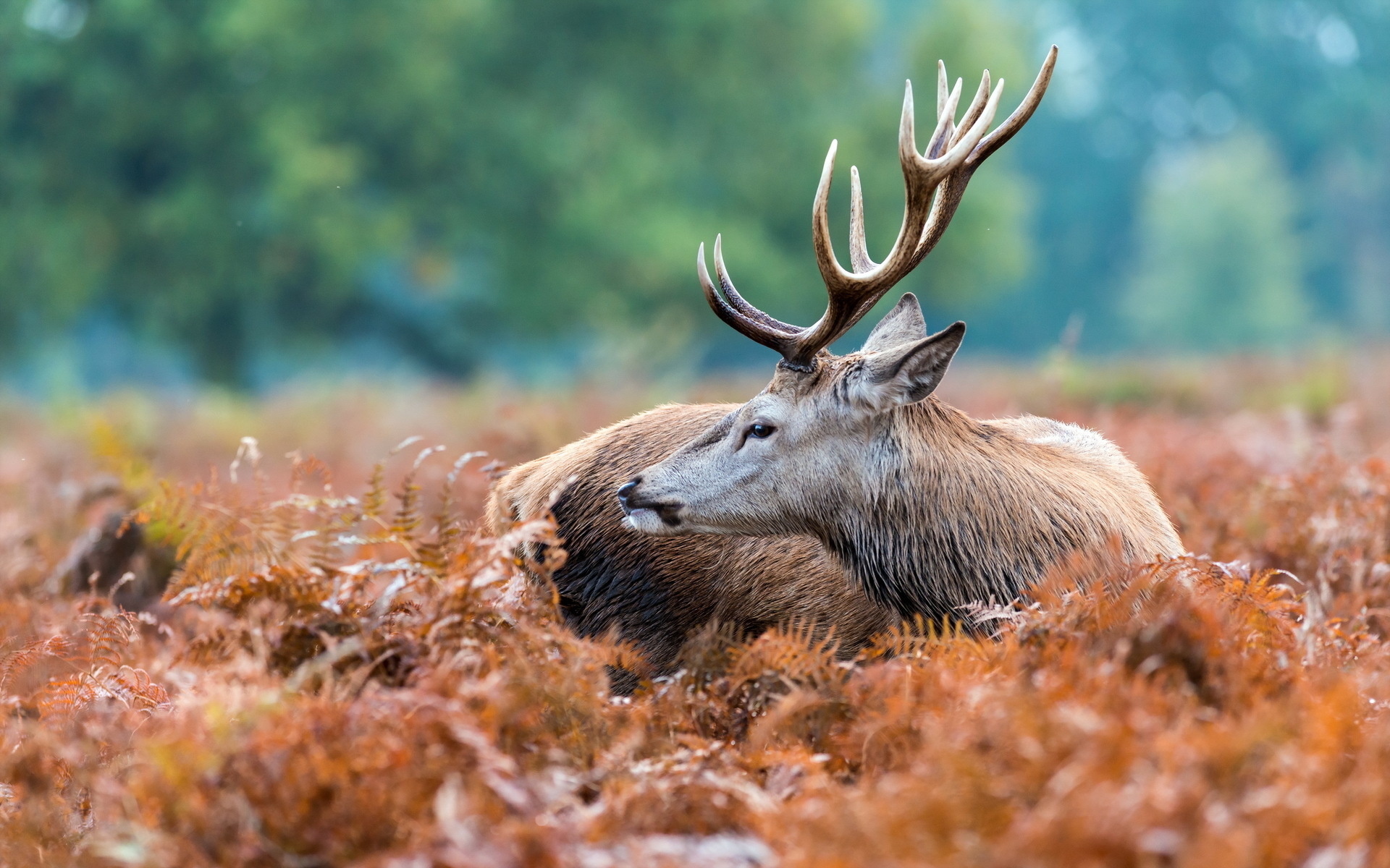 Desktop Wallpapers Deer Horns Animals animal