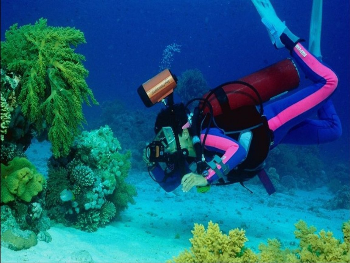 Mundo submarino Corales animales, un animal Animalia