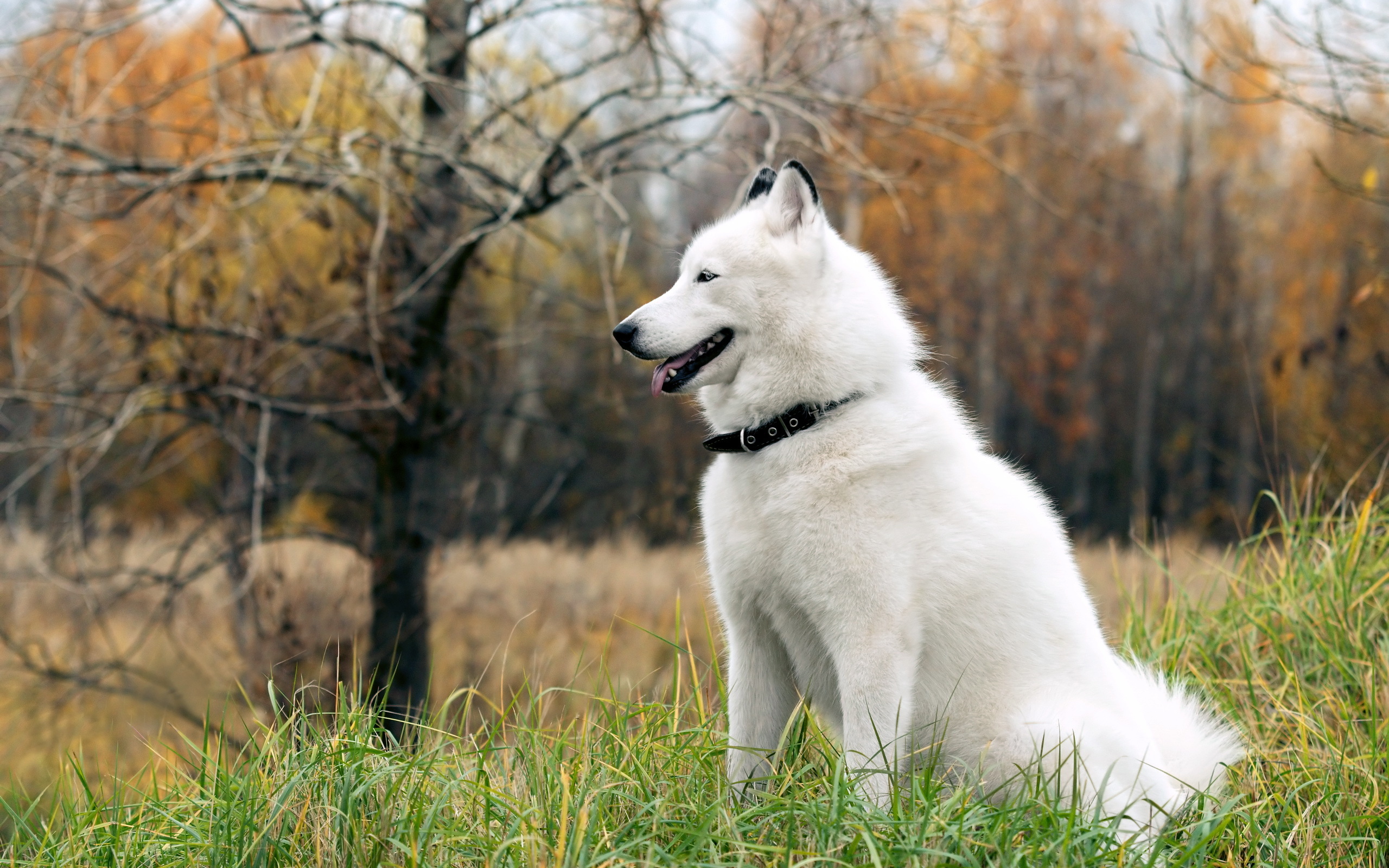 zdjęcia Husky syberyjski Psy domowe Zwierzęta 2560x1600 pies domowy zwierzę