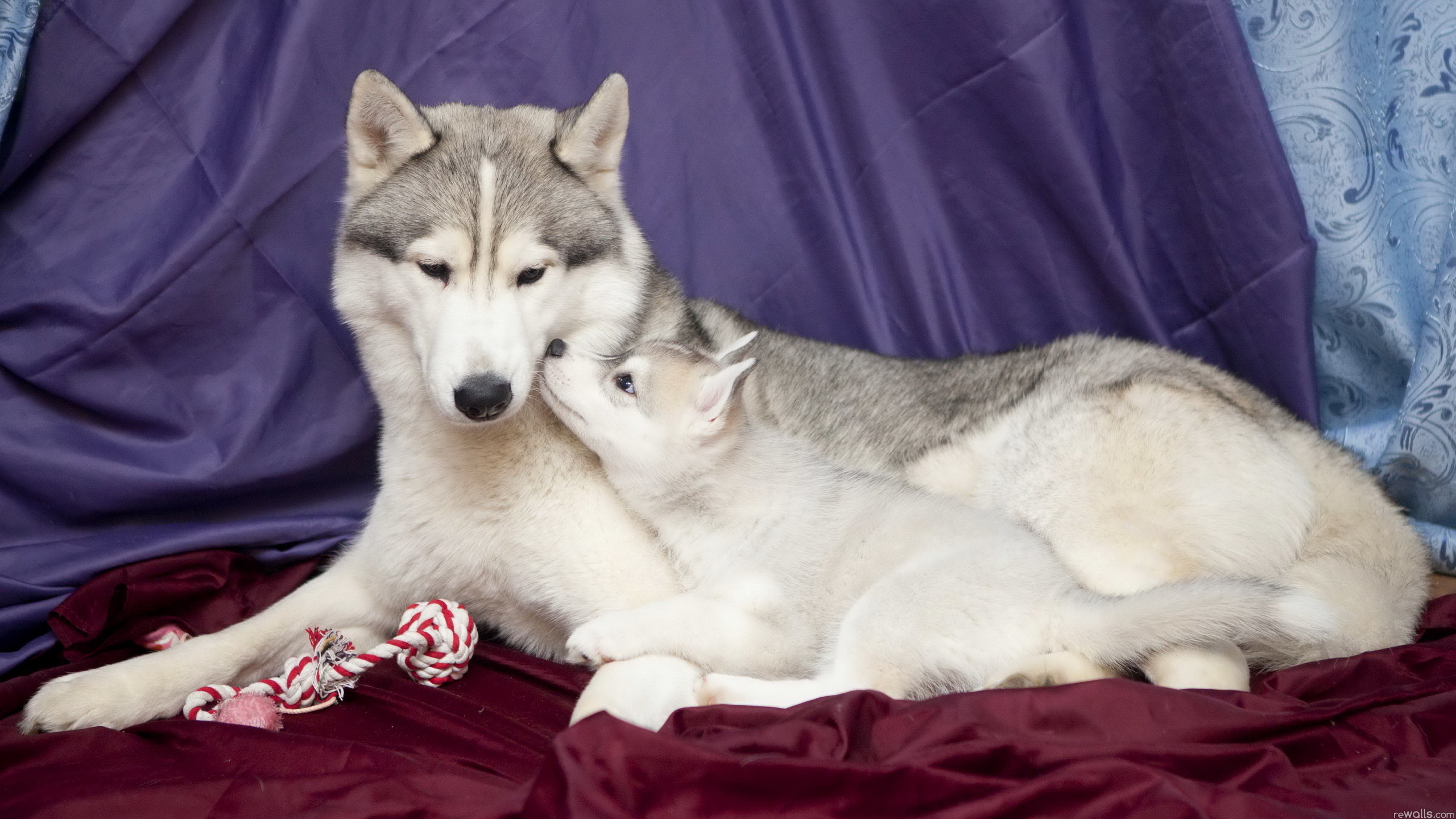 Foto cagnolino Siberian husky Alaskan Malamute Cani animale Cucciolo cane Animali