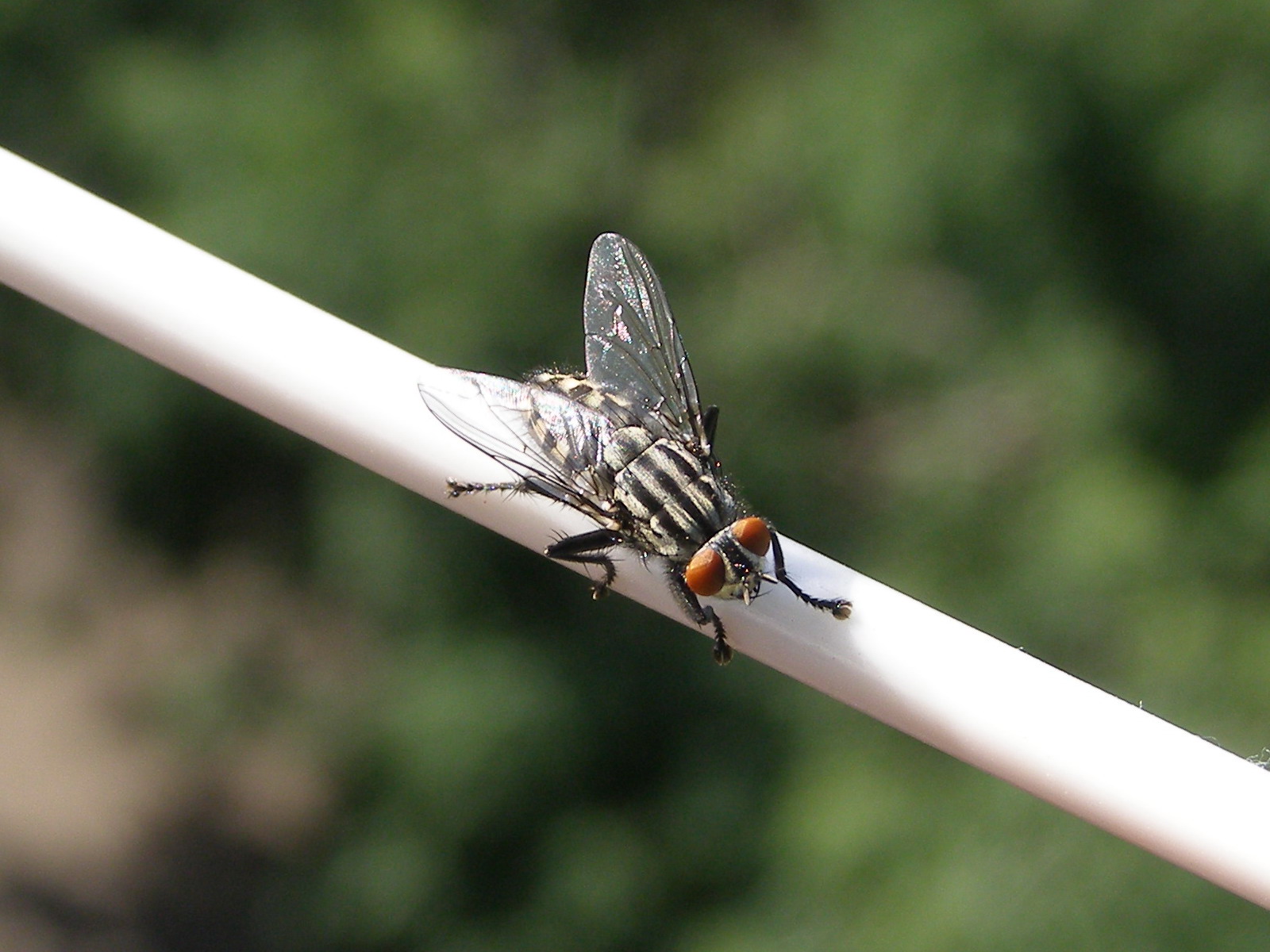 Bakgrundsbilder fluga Insekter Djur Flugor