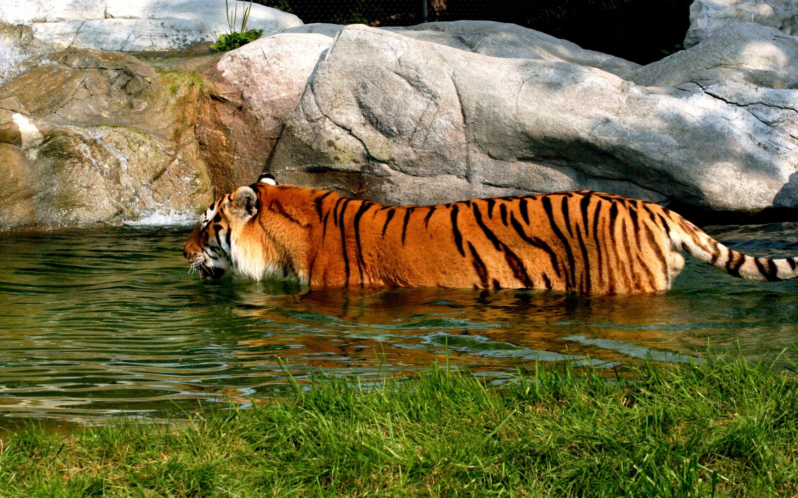 Bilder von Tiger Große Katze ein Tier 2560x1600 Tiere