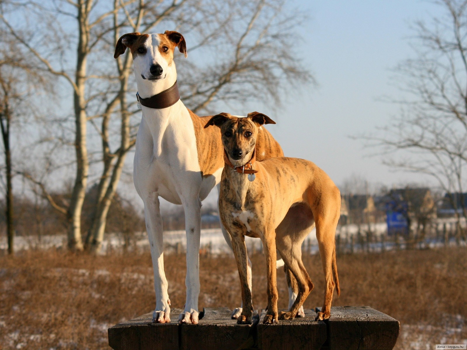 Immagini Levriero Greyhound Cani animale 1600x1200 cane Animali