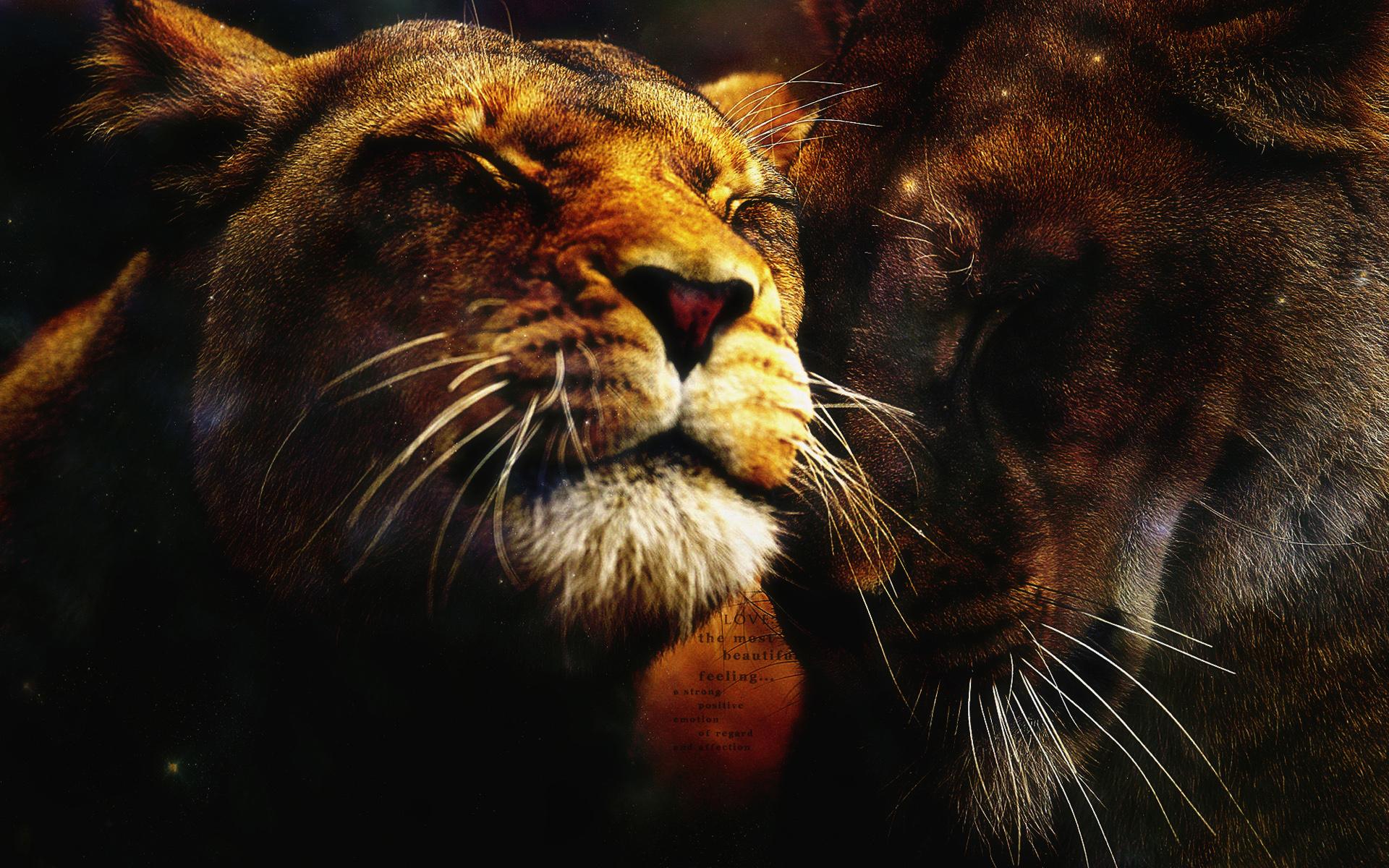 Immagini leone grandi felini Animali Leoni Pantherinae panthera leo animale