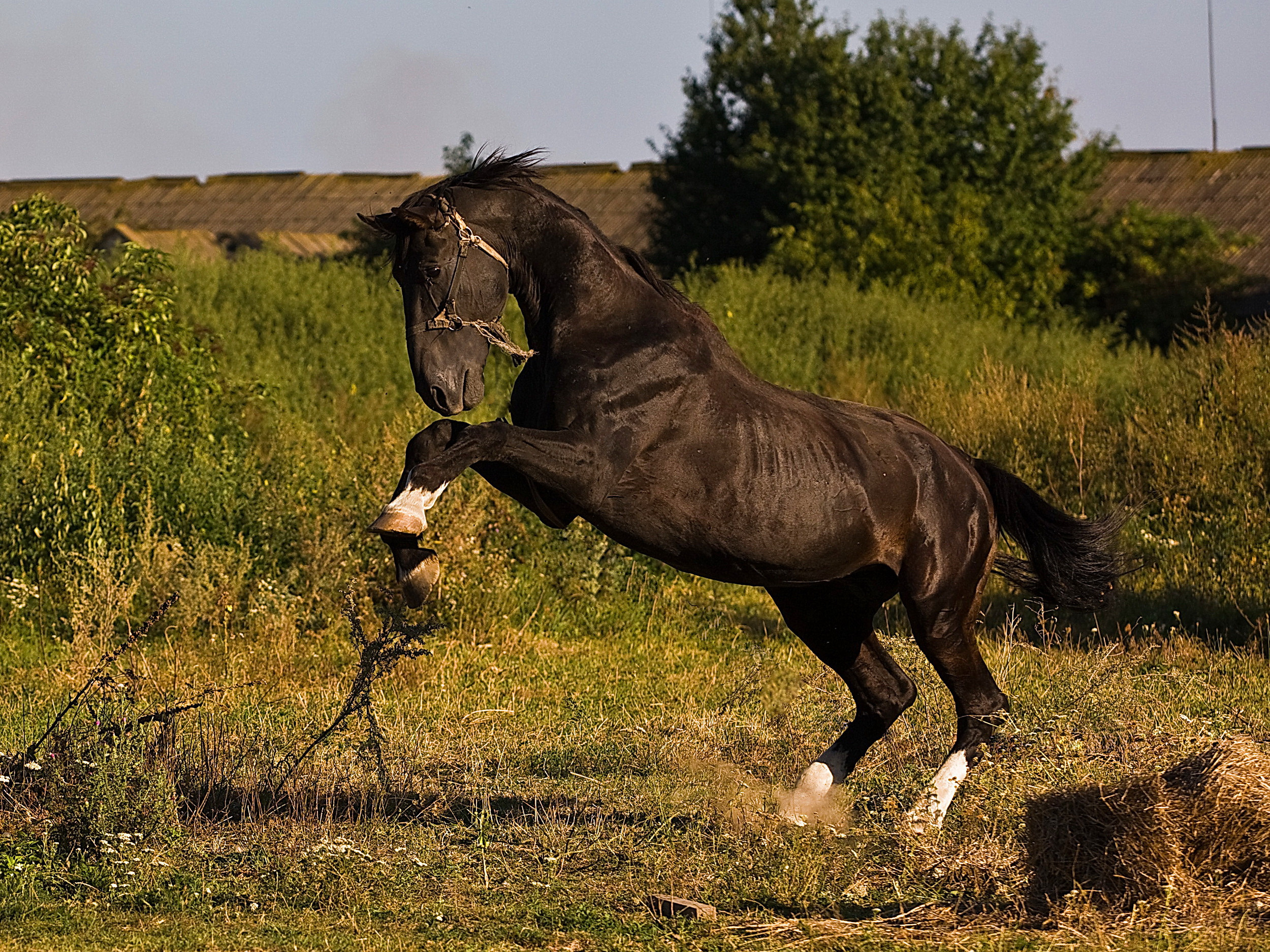 Immagine Cavallo Animali animale