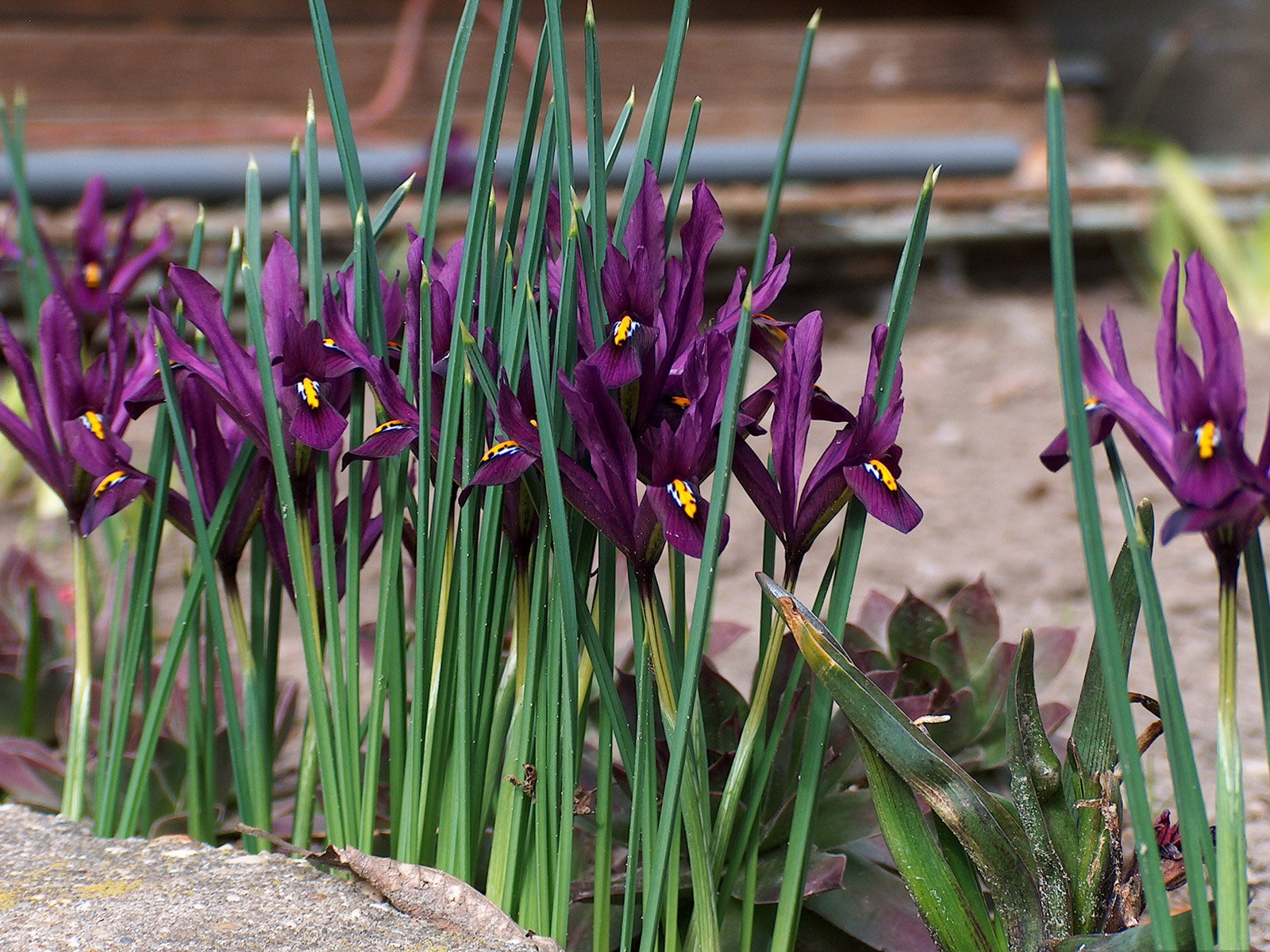 Skrivebordsbakgrunn Iris blomst Blomster