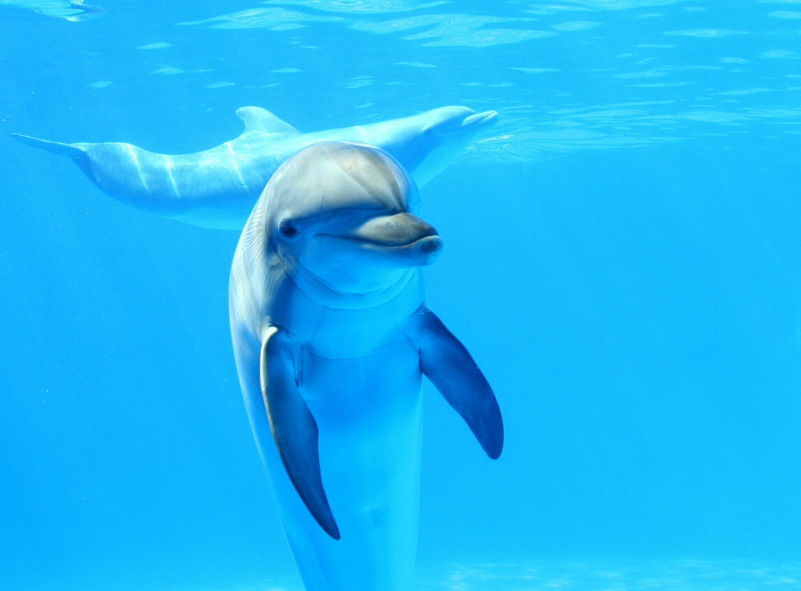 Photos Dolphins animal Animals