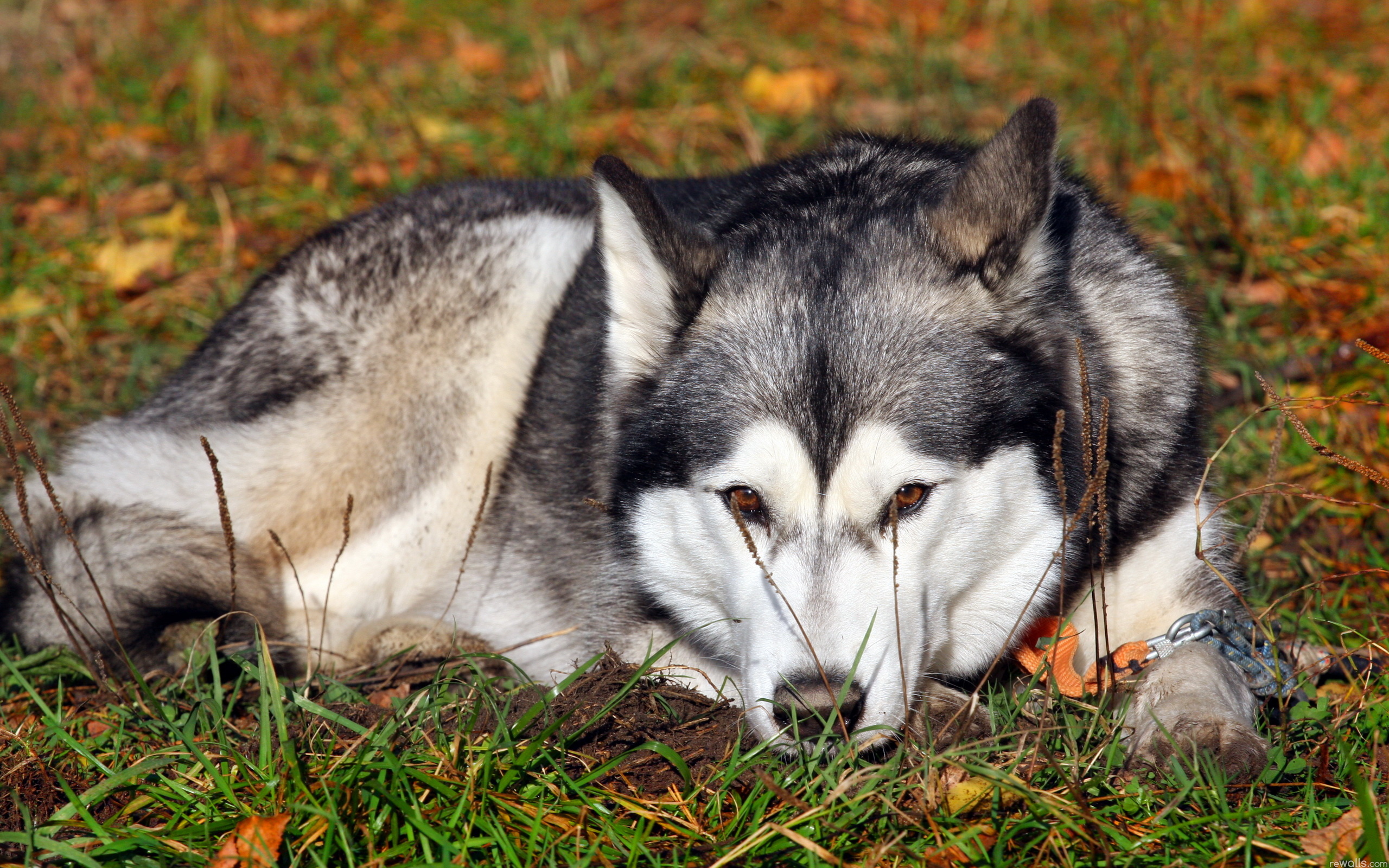 Achtergronden bureaublad Alaska-malamute Siberische husky hond Dieren 2560x1600 Honden een dier