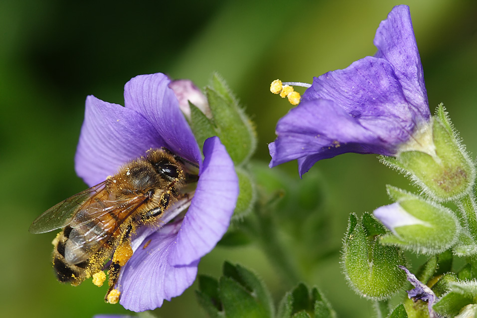 Фотография Пчелы Насекомые животное насекомое Животные