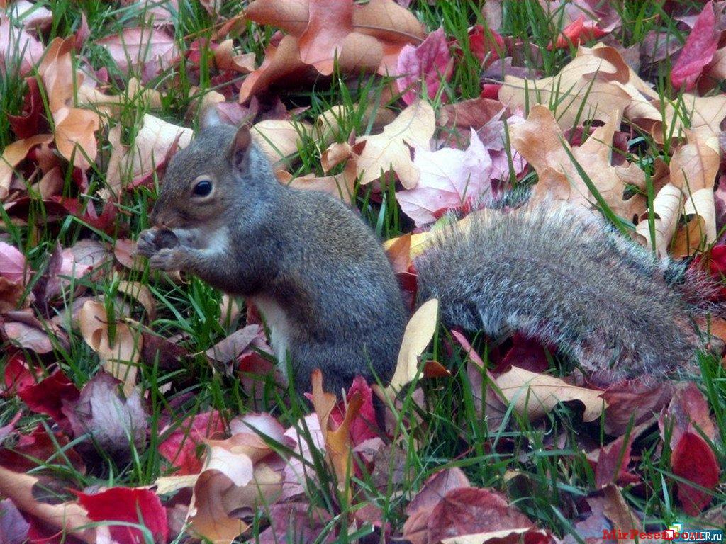 Immagine Scoiattoli rodentia Animali scoiattolo Roditori animale