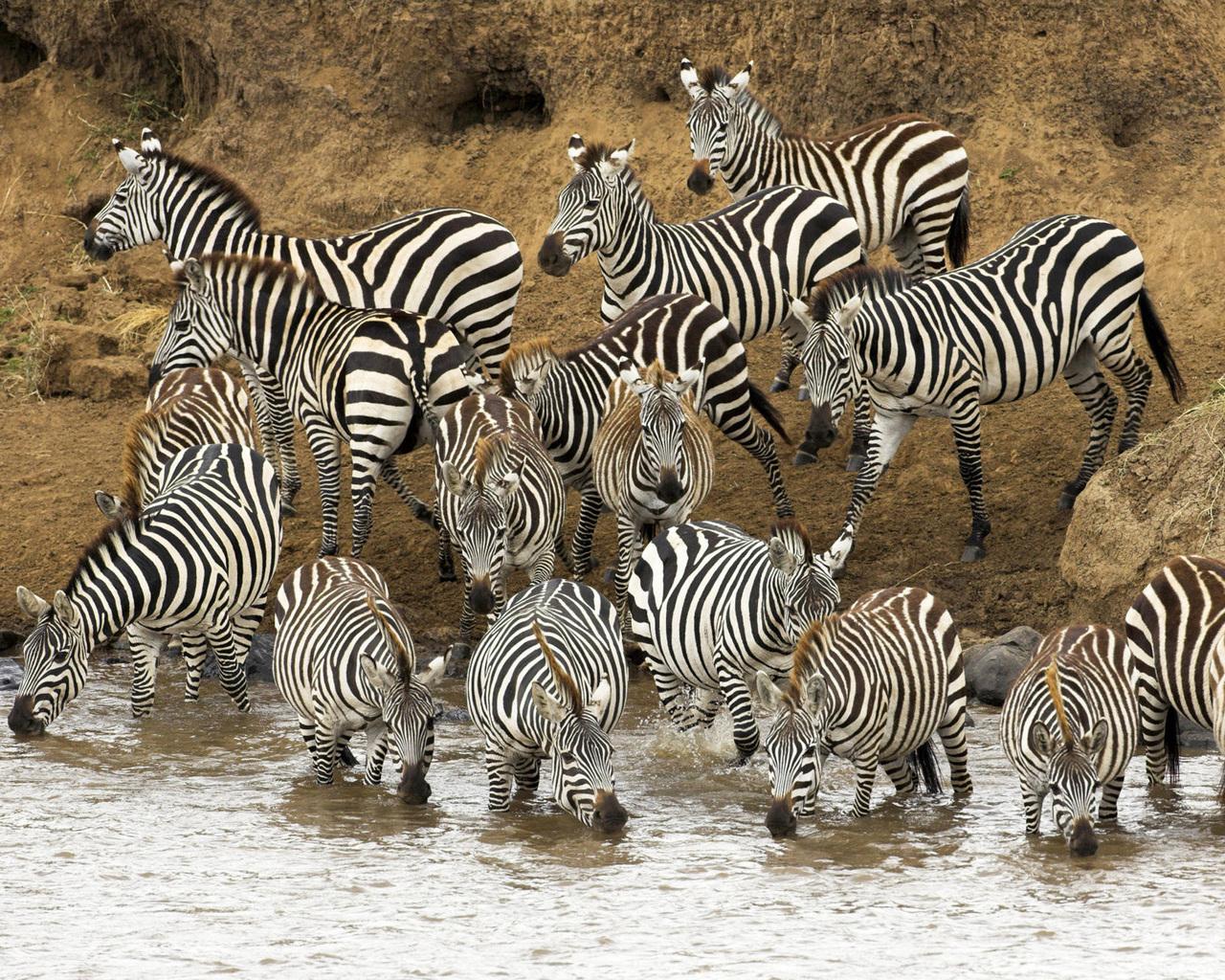 Zebras animalia, um animal, zebra Animalia