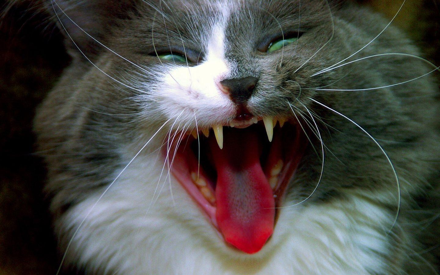 Wallpaper Cats Tongue yawning angry Animals cat Yawn yawns Roar animal