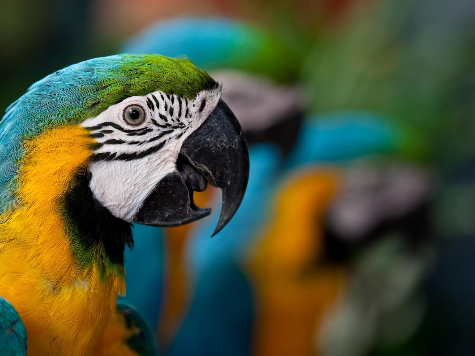 Fotos von Tiere Vögel Papageien Eigentliche Aras ein Tier Vogel Papagei