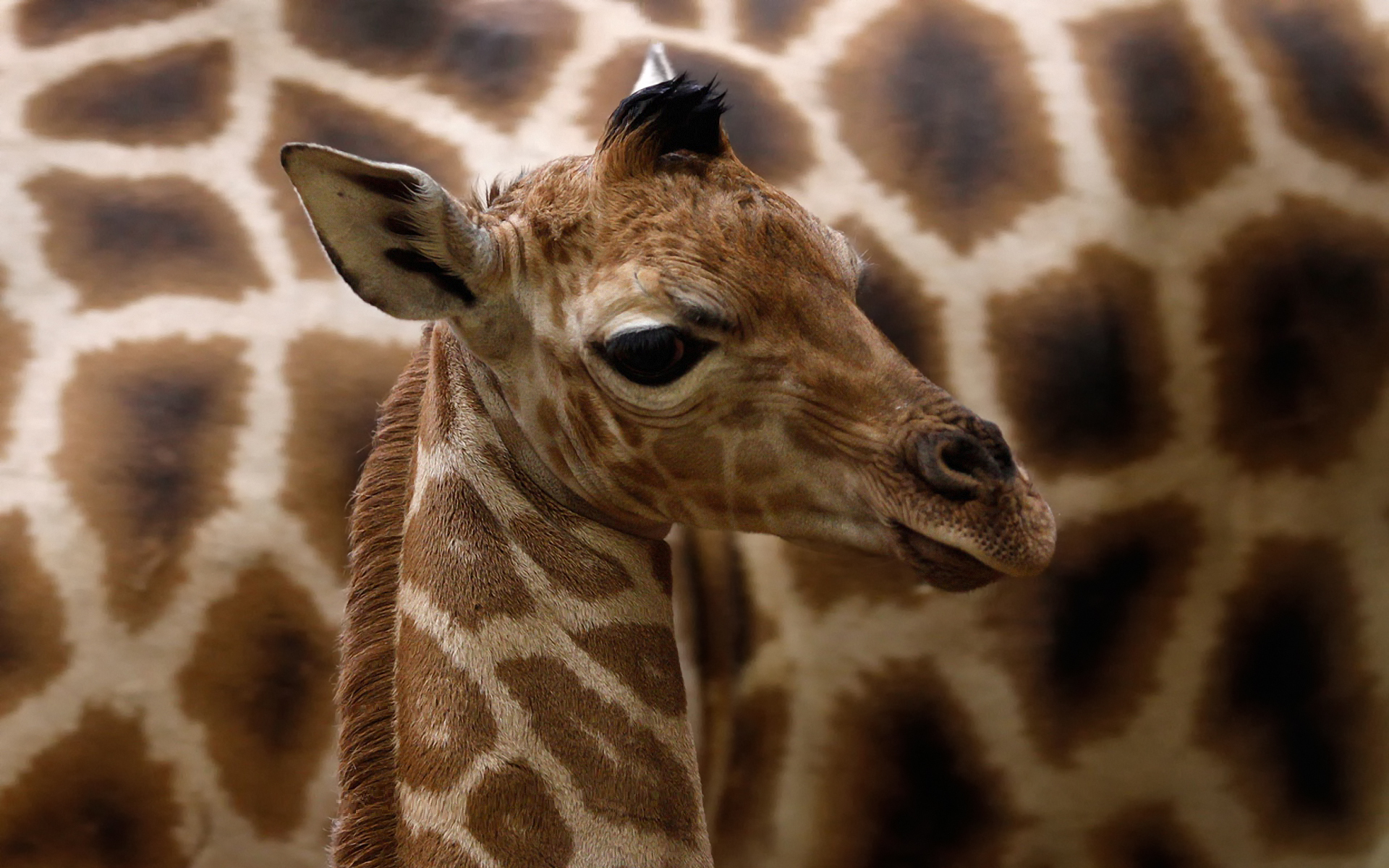 Girafa animalia, um animal, girafas Animalia