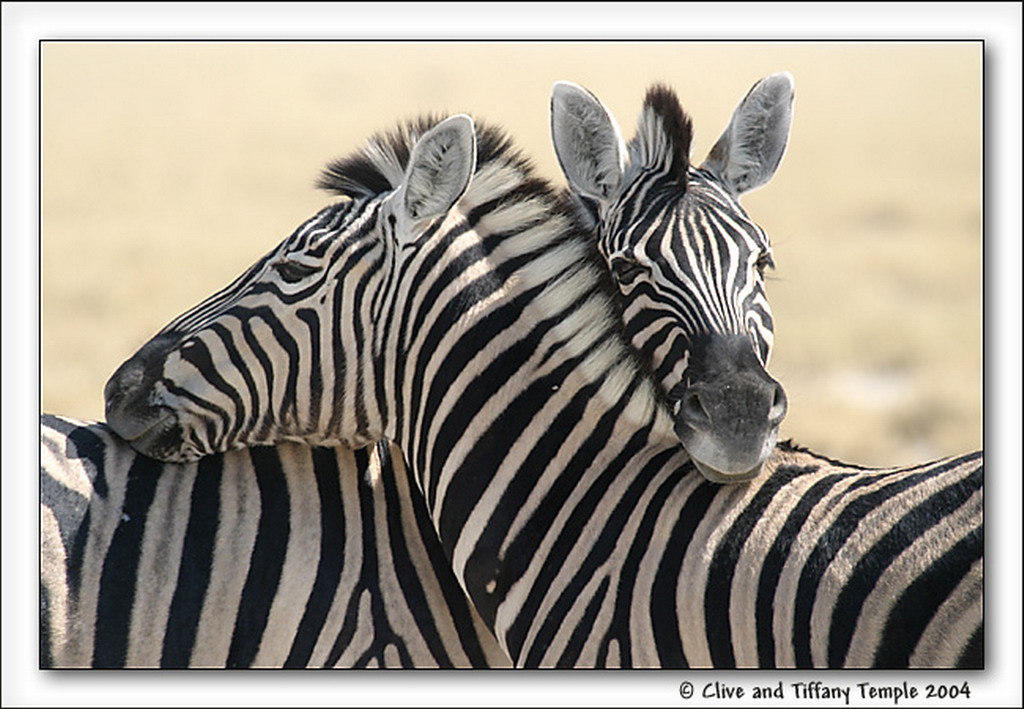 Immagine Zebre Animali zebra animale