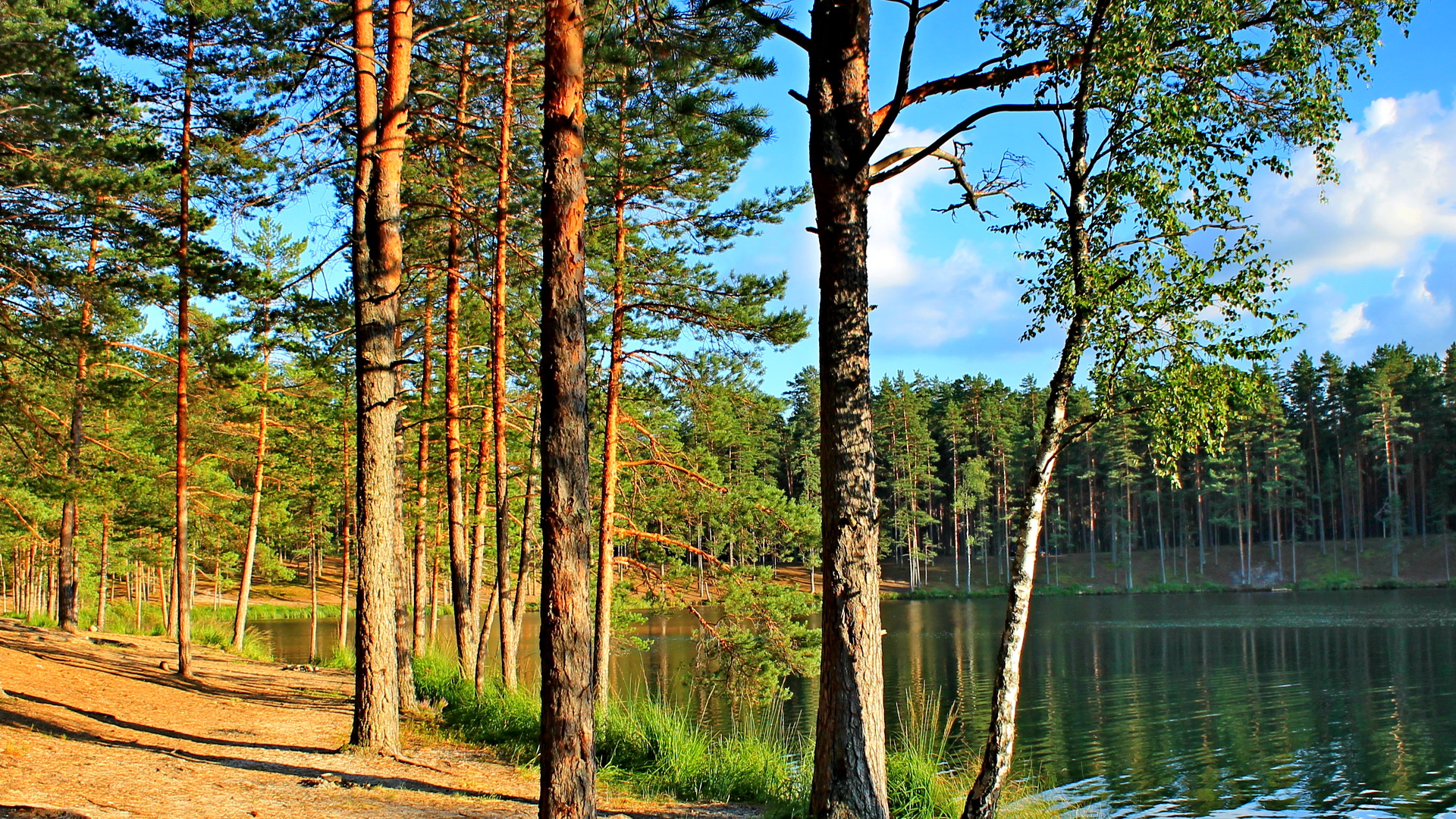 Foton Ryssland Natur Skogar Insjö skog