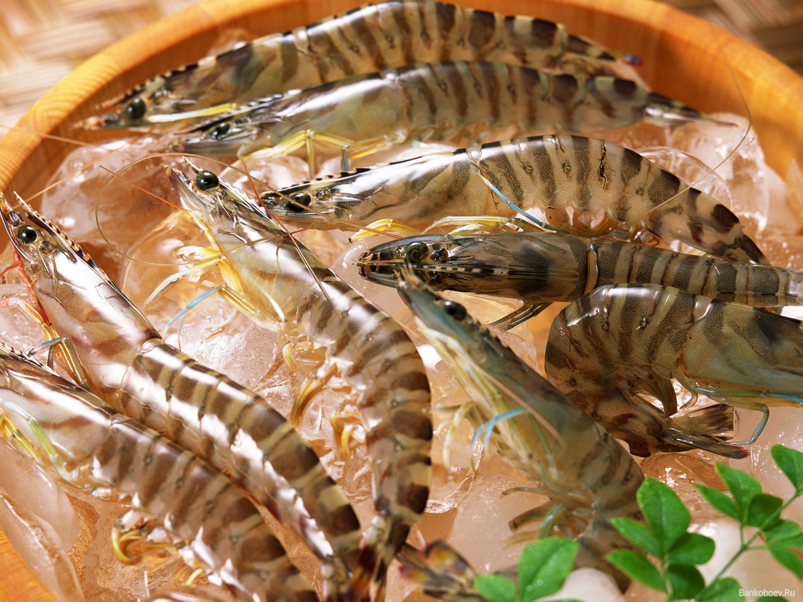 Foto Garnelen das Essen Meeresfrüchte 1600x1200 Caridea Lebensmittel