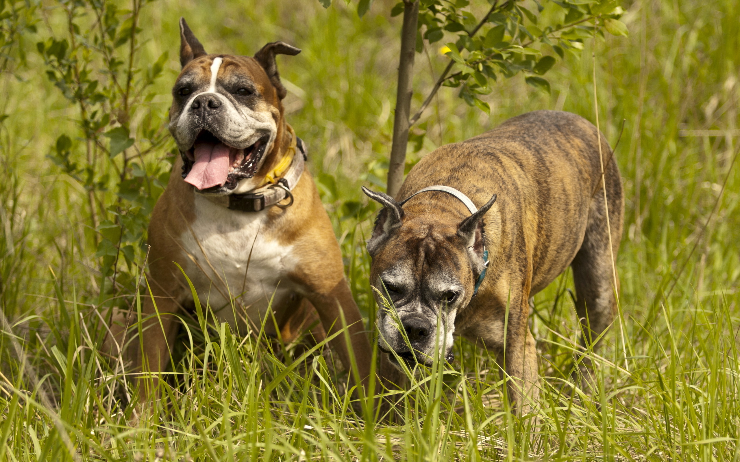Bakgrundsbilder Boxer Bulldogg Hundar Djur hund