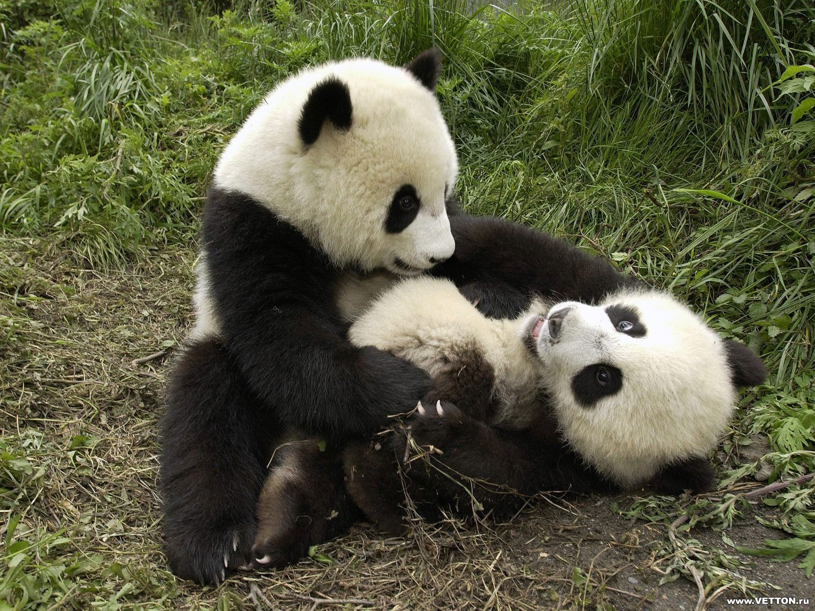 Bilde pandabjørn Bjørner Dyr 1600x1200 Panda bjørn