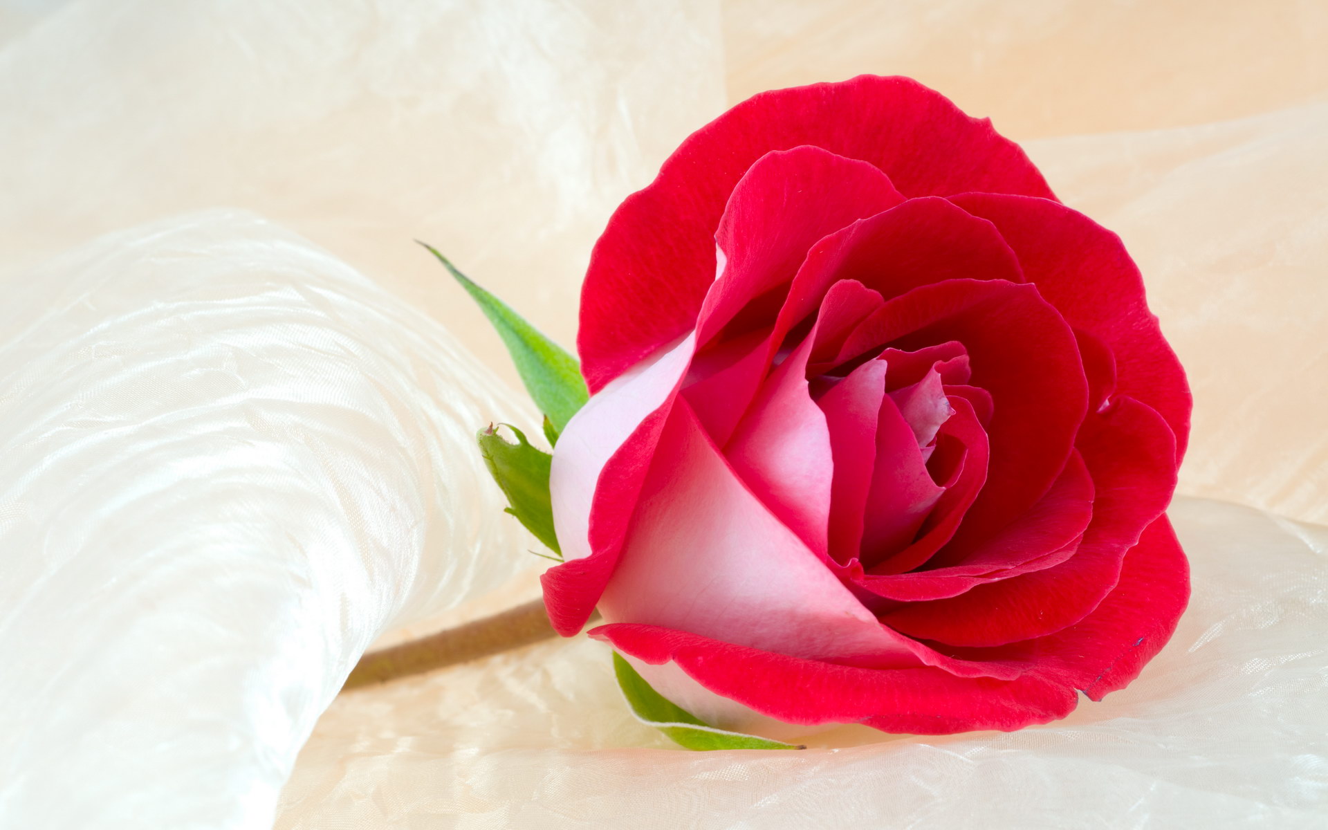 Bakgrunnsbilder til skrivebordet rosa blomst Roser Blomster