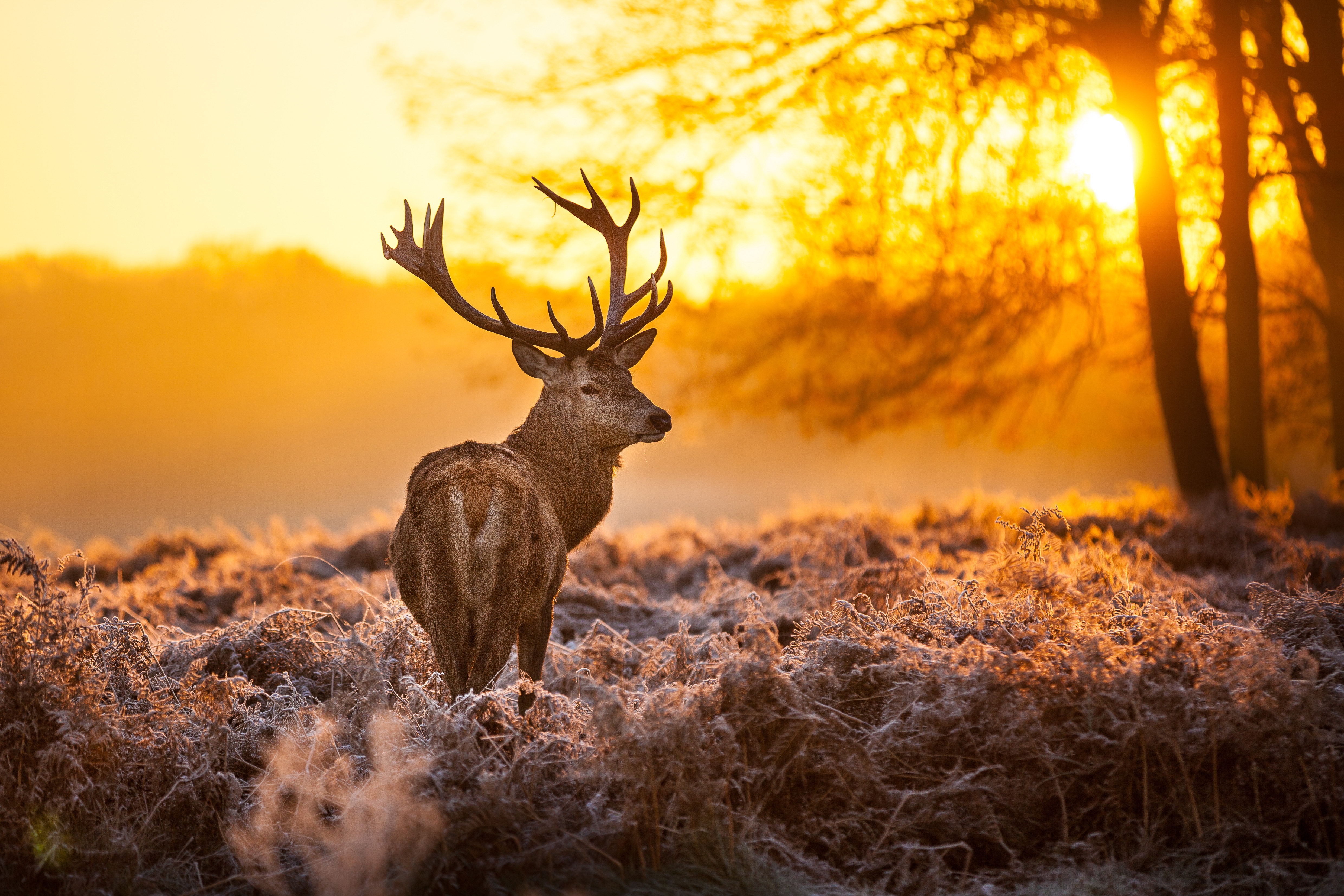 Picture Deer Horns Winter Snow sunrise and sunset Grass Glance Animals Seasons 4960x3307 Sunrises and sunsets animal Staring