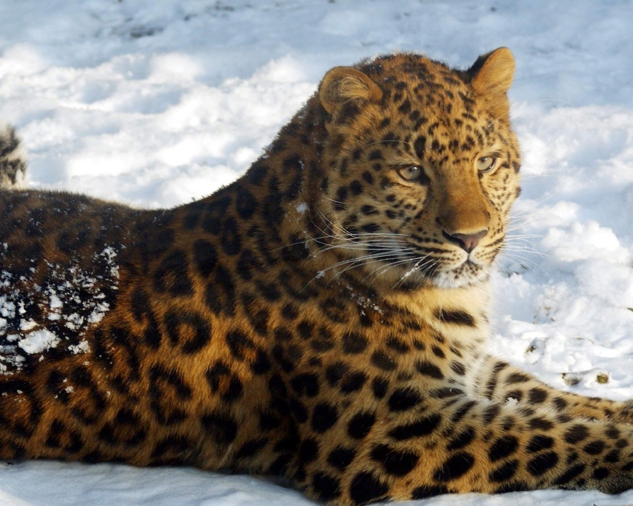 Sfondi Leopardi Pantherinae Animali leopardo grandi felini animale