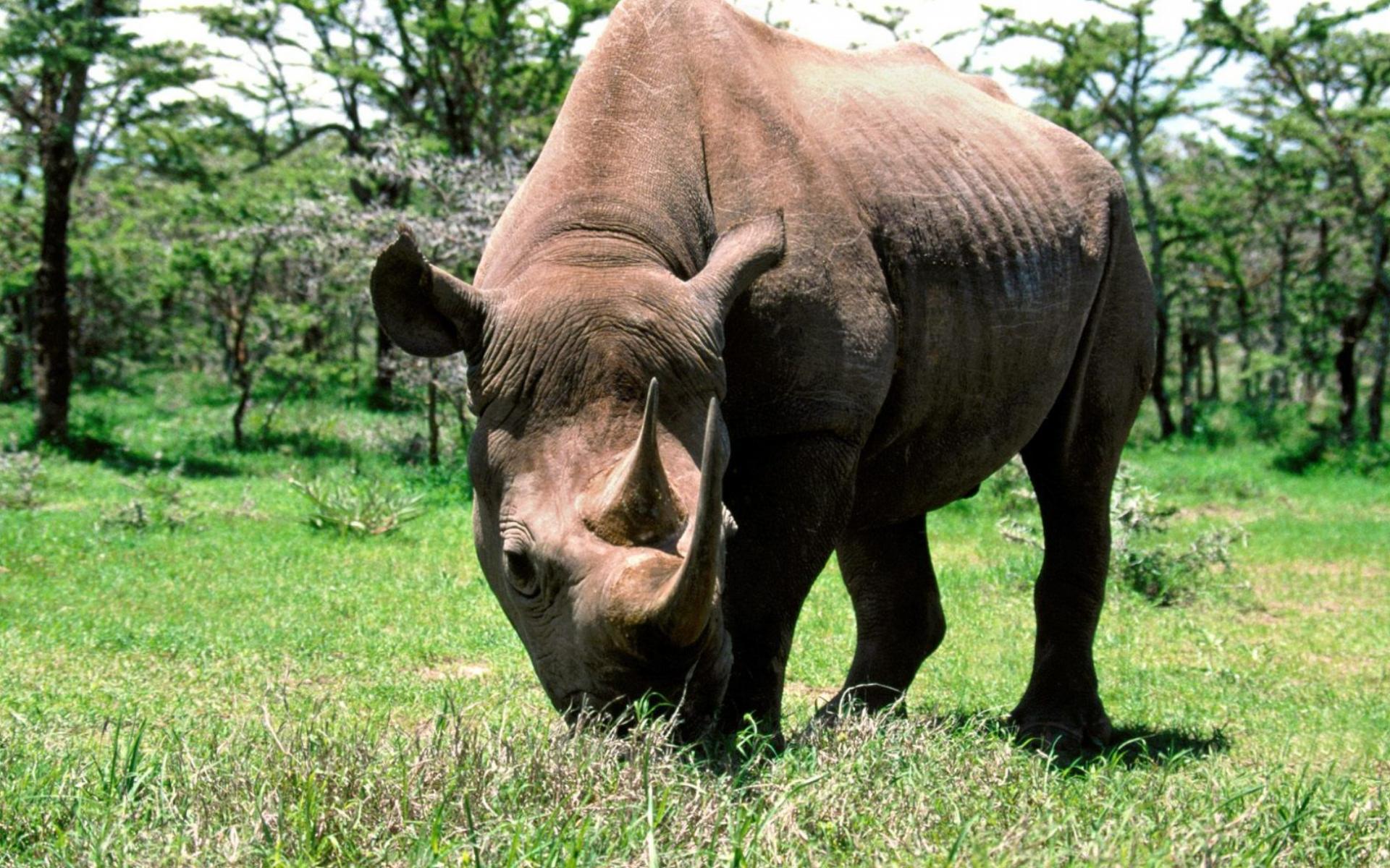 Фотография Носороги Животные животное