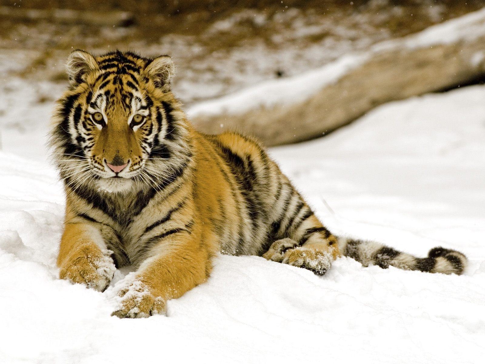Картинка тигр Большие кошки Животные Тигры животное