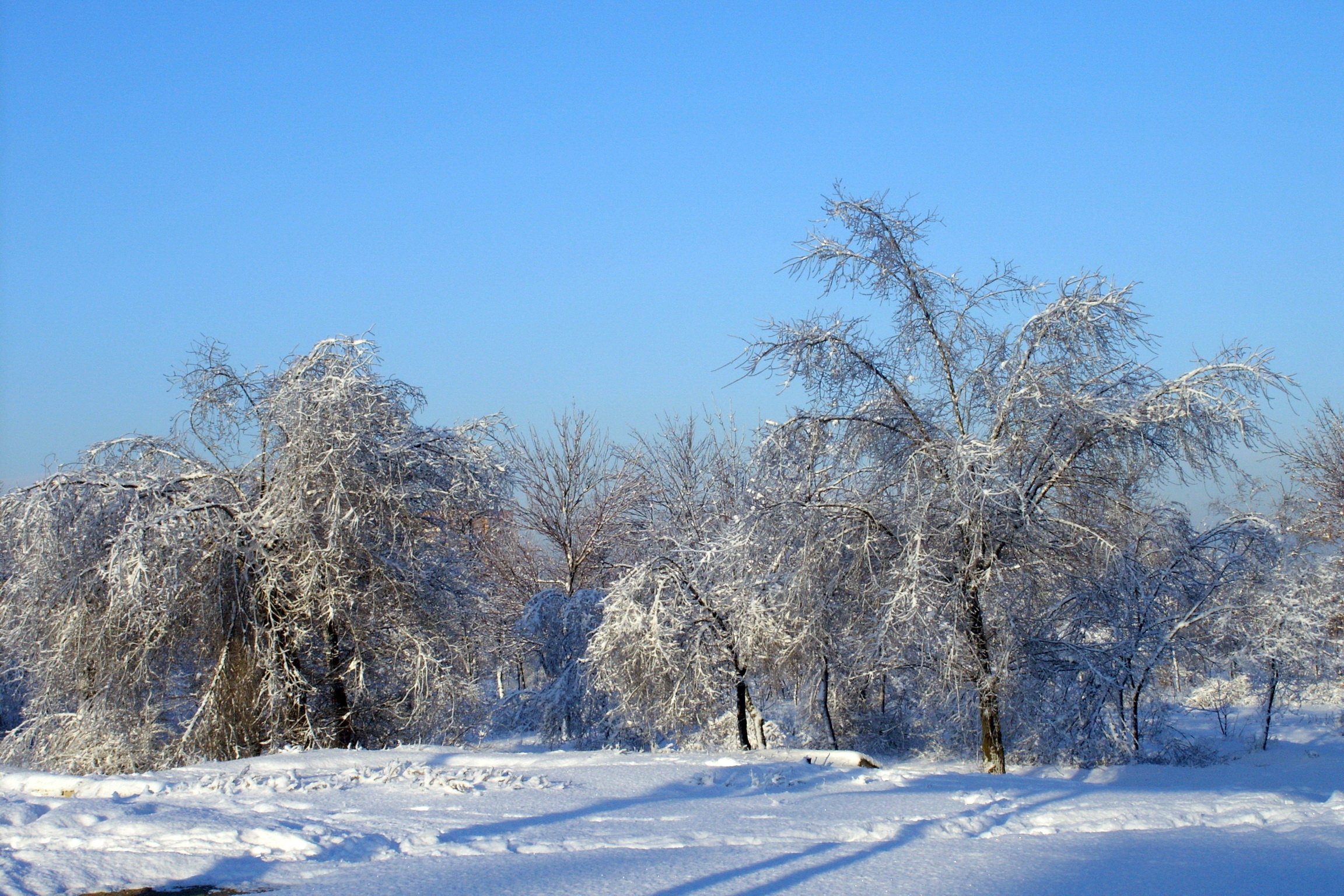 Bilder på skrivbordet Natur Vinter Snö Träd Årstiderna