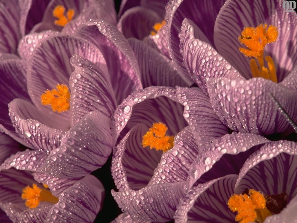 Bilder Blumen Krokusse Blüte