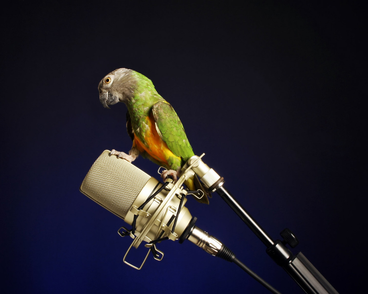 Images bird parrot Microphone animal Colored background