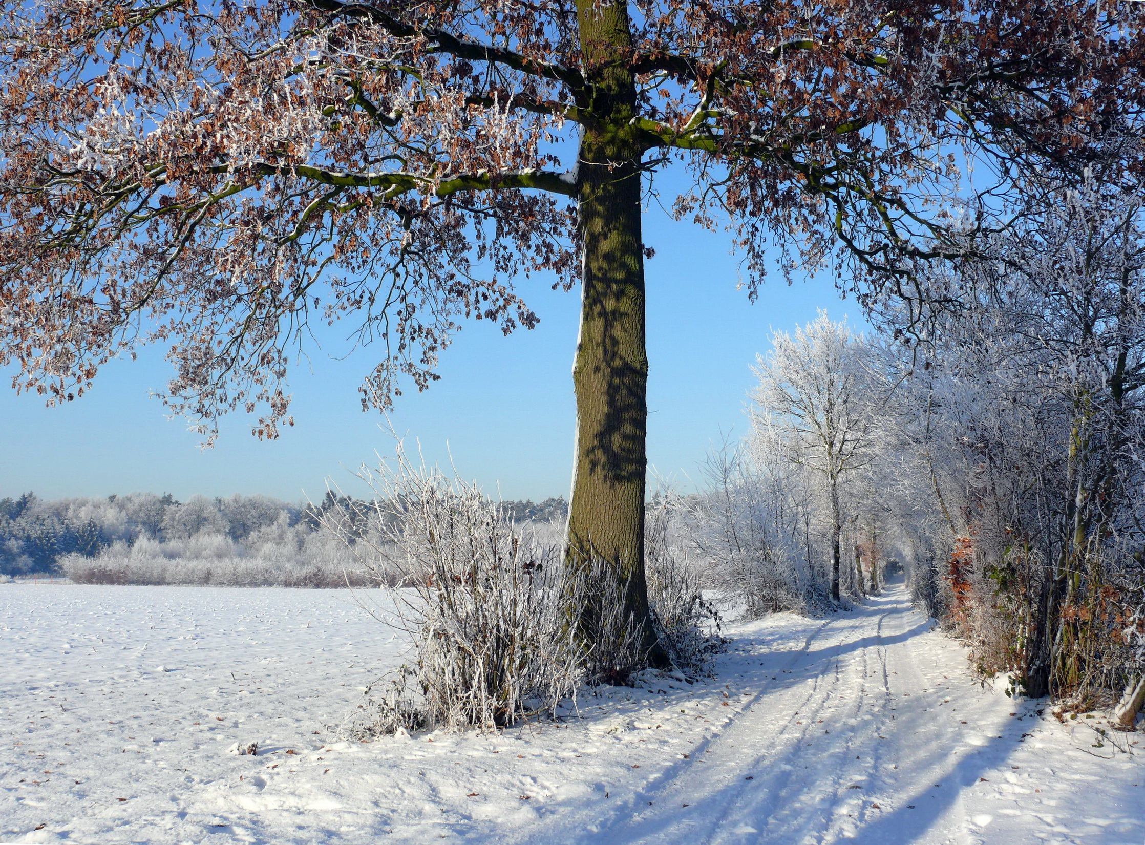 Images Winter Nature Snow Roads Seasons