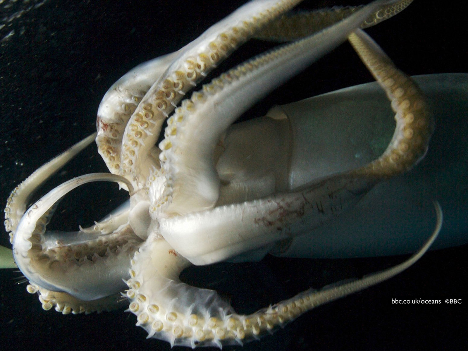 Fotos von Unterwasserwelt Tiere ein Tier
