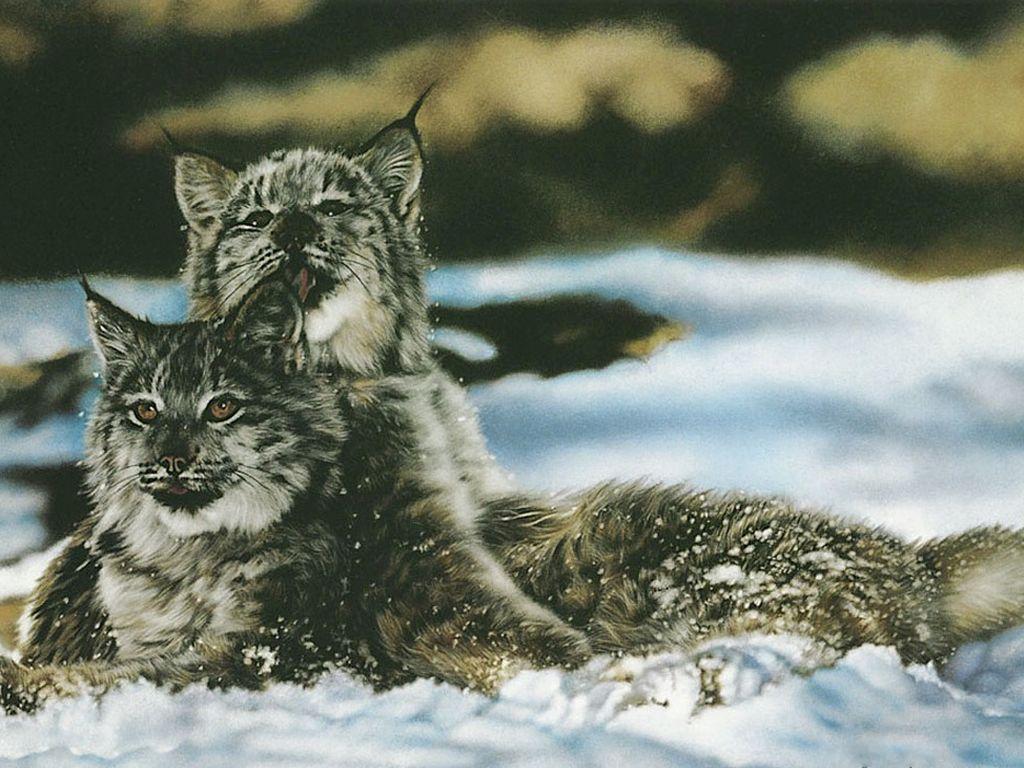 Tapety na pulpit ryś Wielkie koty Rysowane zwierzę Rysie Zwierzęta